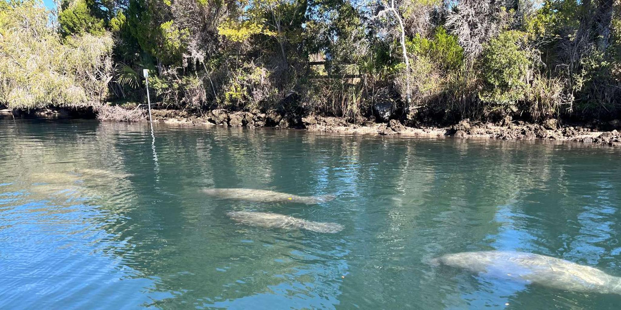 Crystal River Manatee Eco-Tour Boat Ride - Image 1
