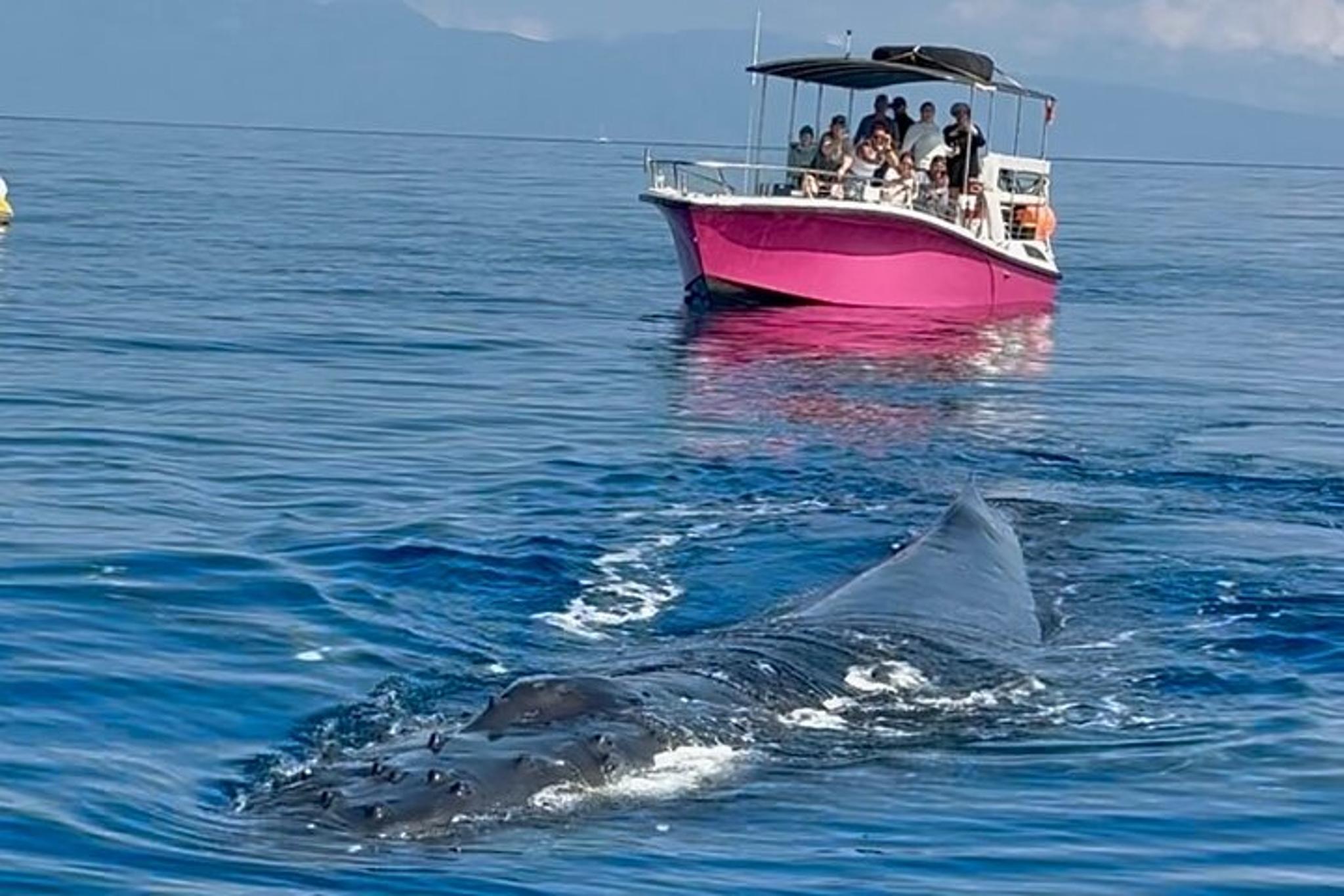 Maui Whale Watching Tour at Midday - Image 5