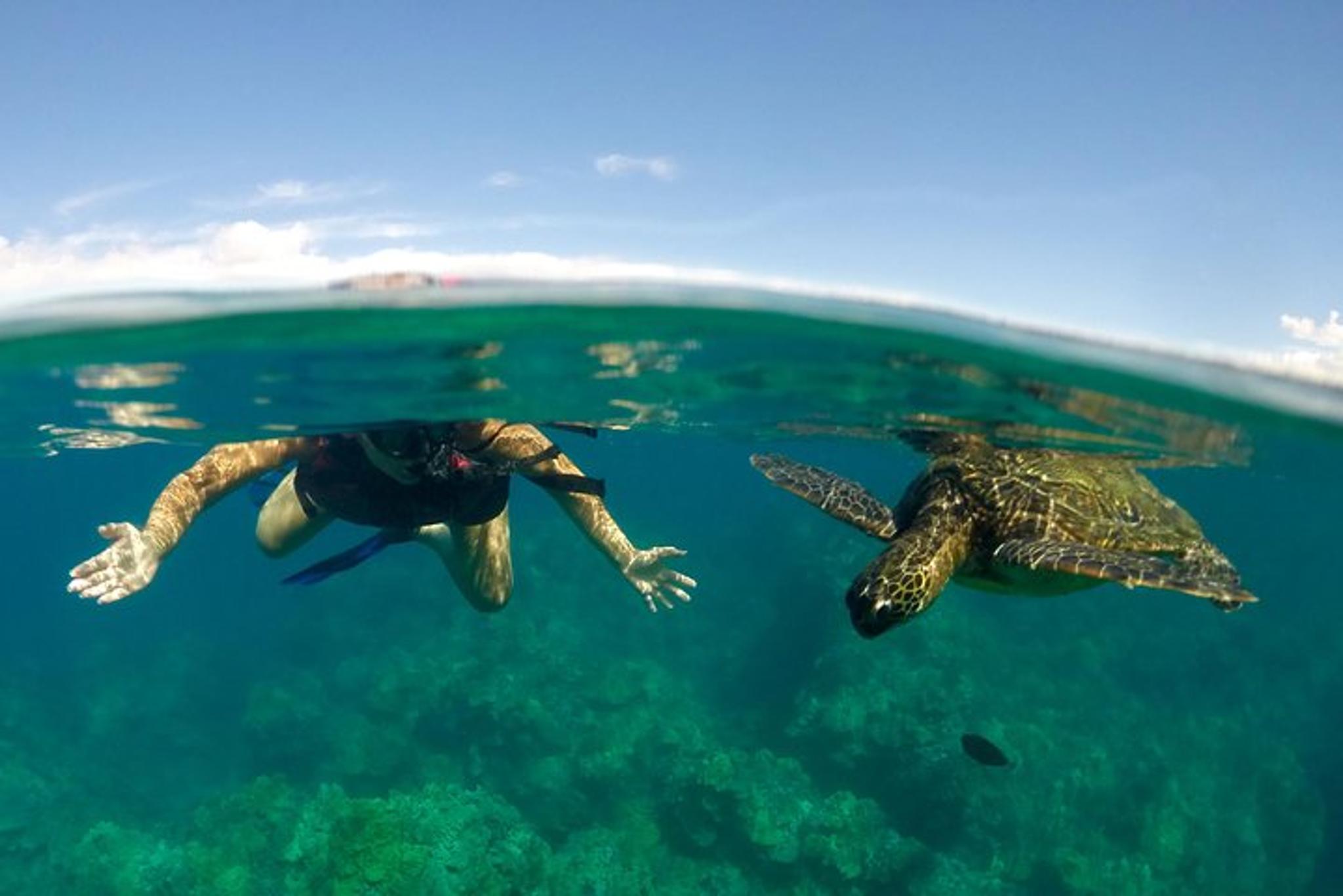 Maui Paddle, Snorkel, and Surf Adventure - Image 1