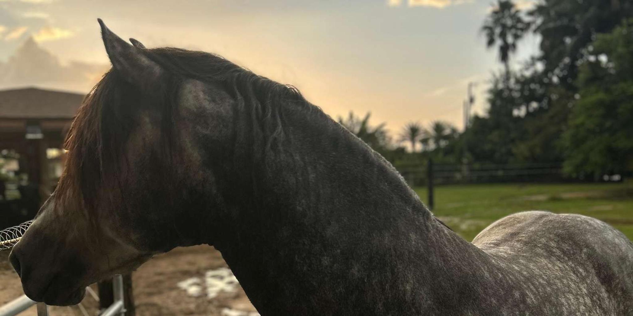 Miami Horseback Riding Tour with Instructor 1 hr - Image 4