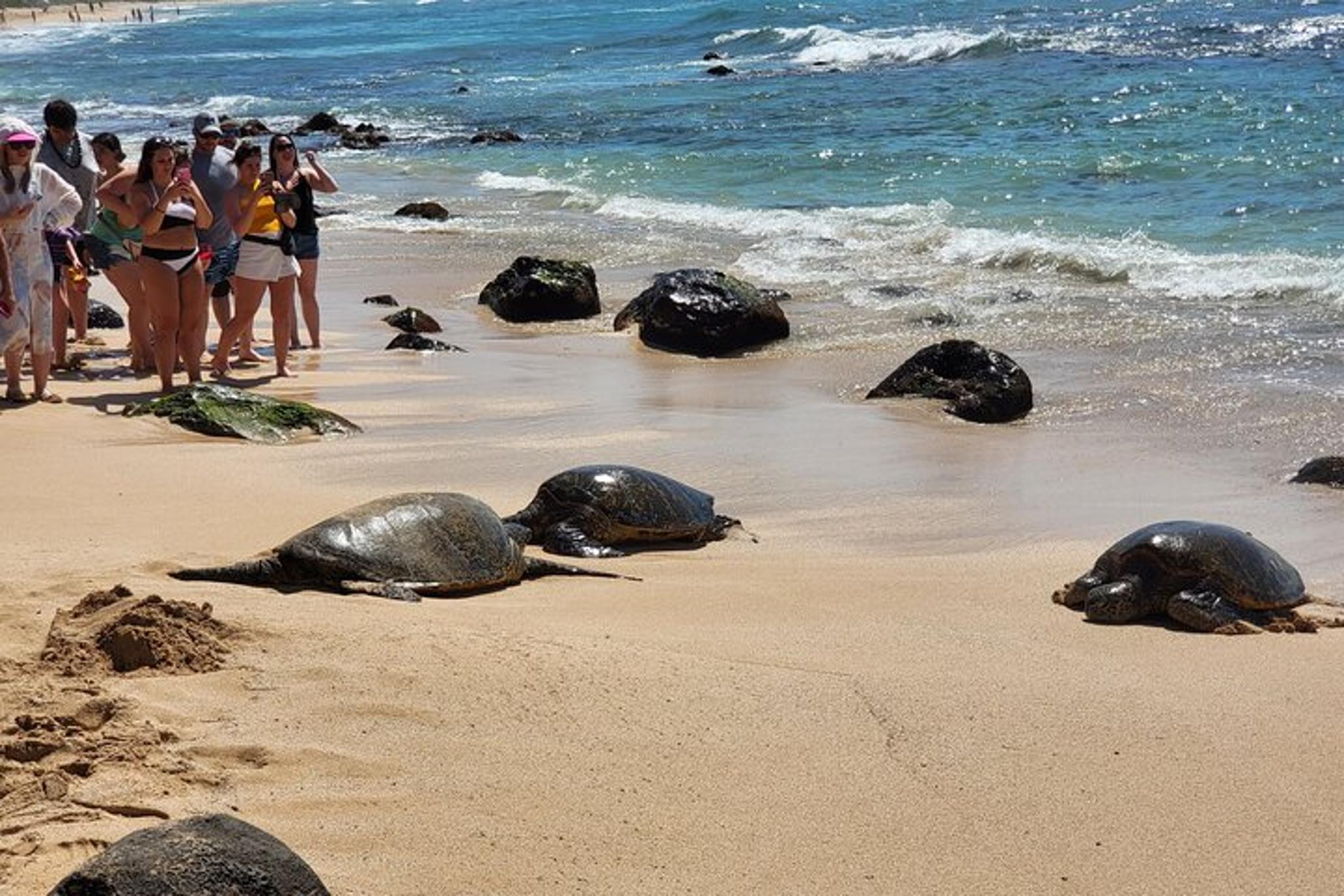 Oahu Circle Island Tour with Pickup