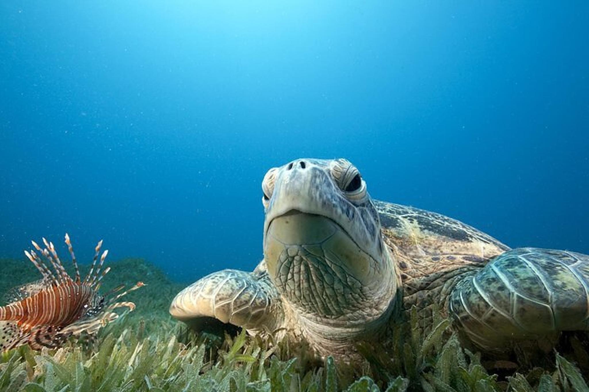 Hilo Tropical Reef Boat Dive - Image 3