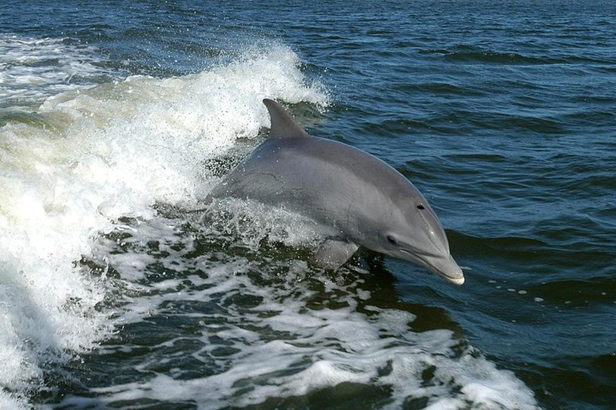 Punta Gorda Dolphin Tour