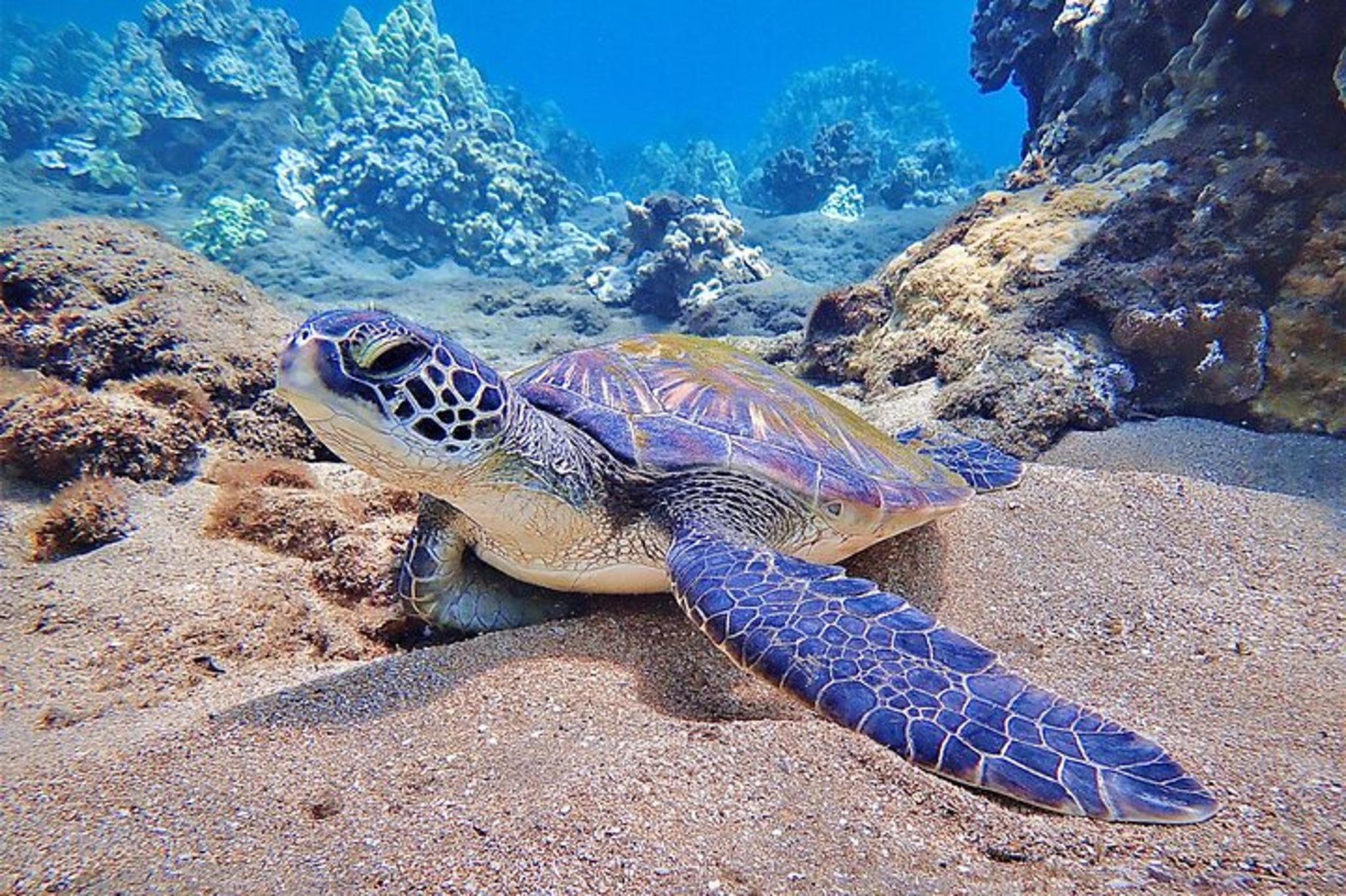 Maui Scuba Diving Adventure 3 hr - Image 3