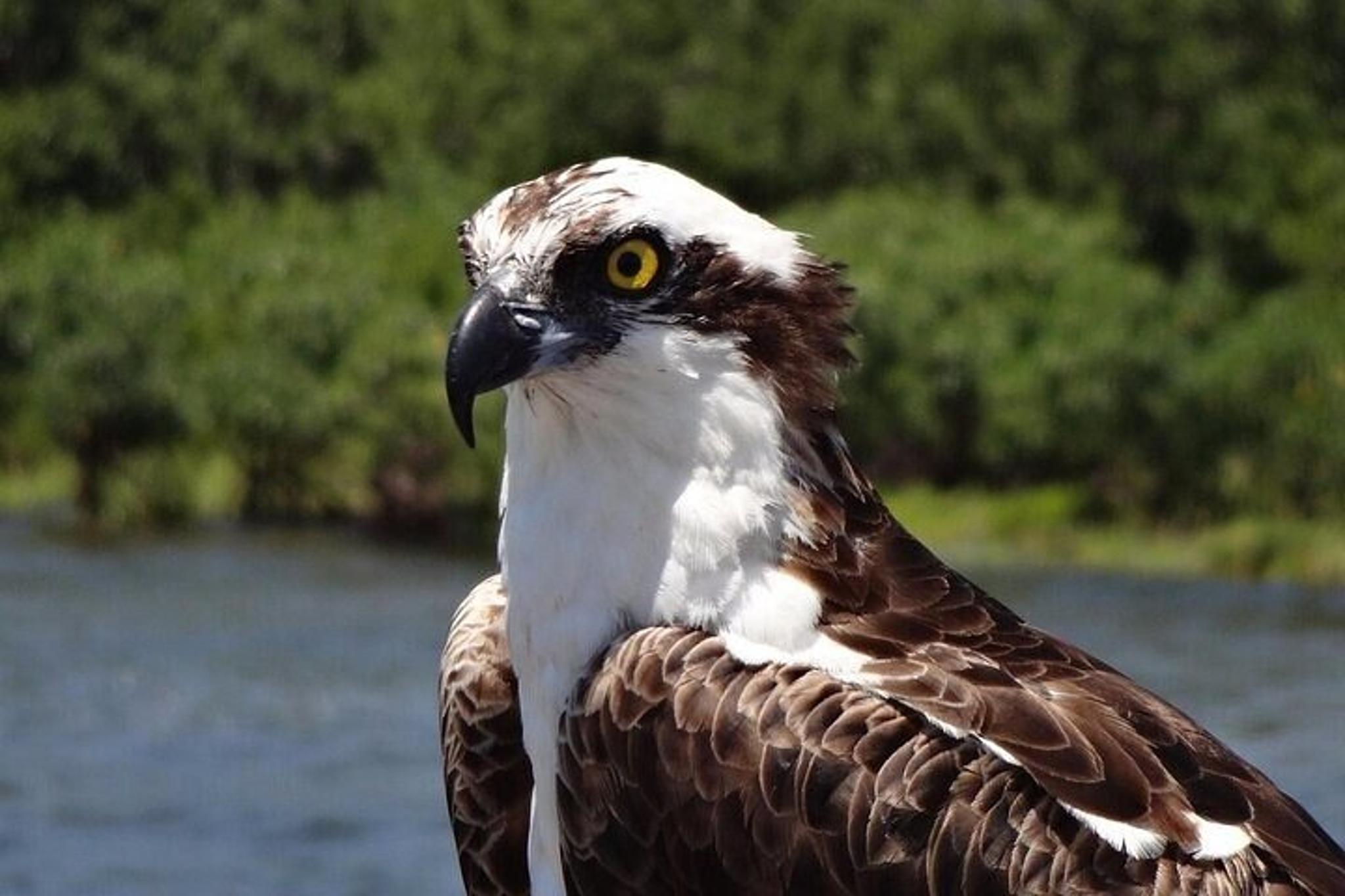 Crystal River Boat and Nature Tour 75 min - Image 4