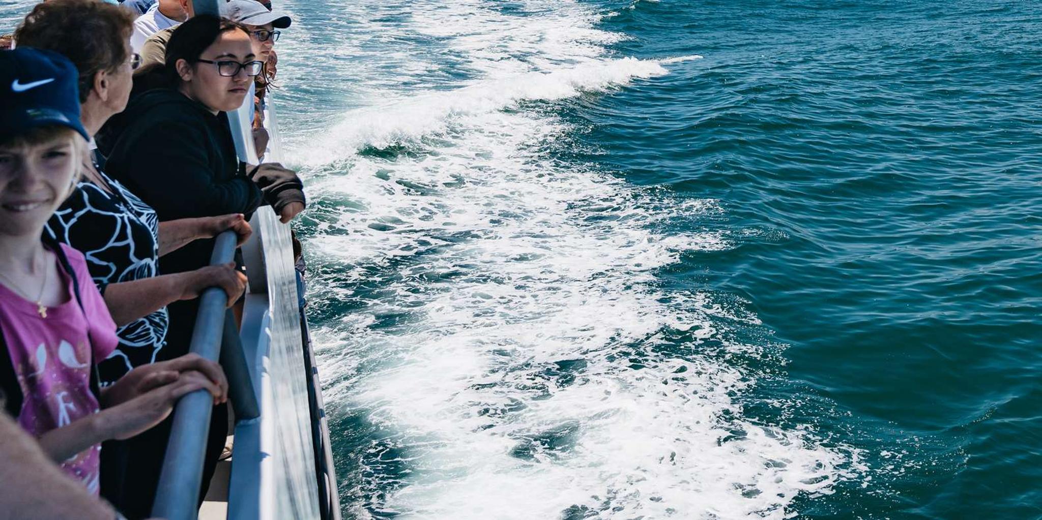 Cape May Whale and Dolphin Watching Cruise - Image 6