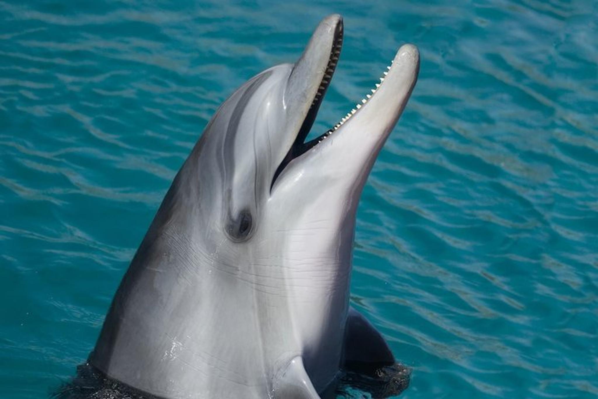 Key West Dolphin Watching and Snorkeling Cruise - Image 5