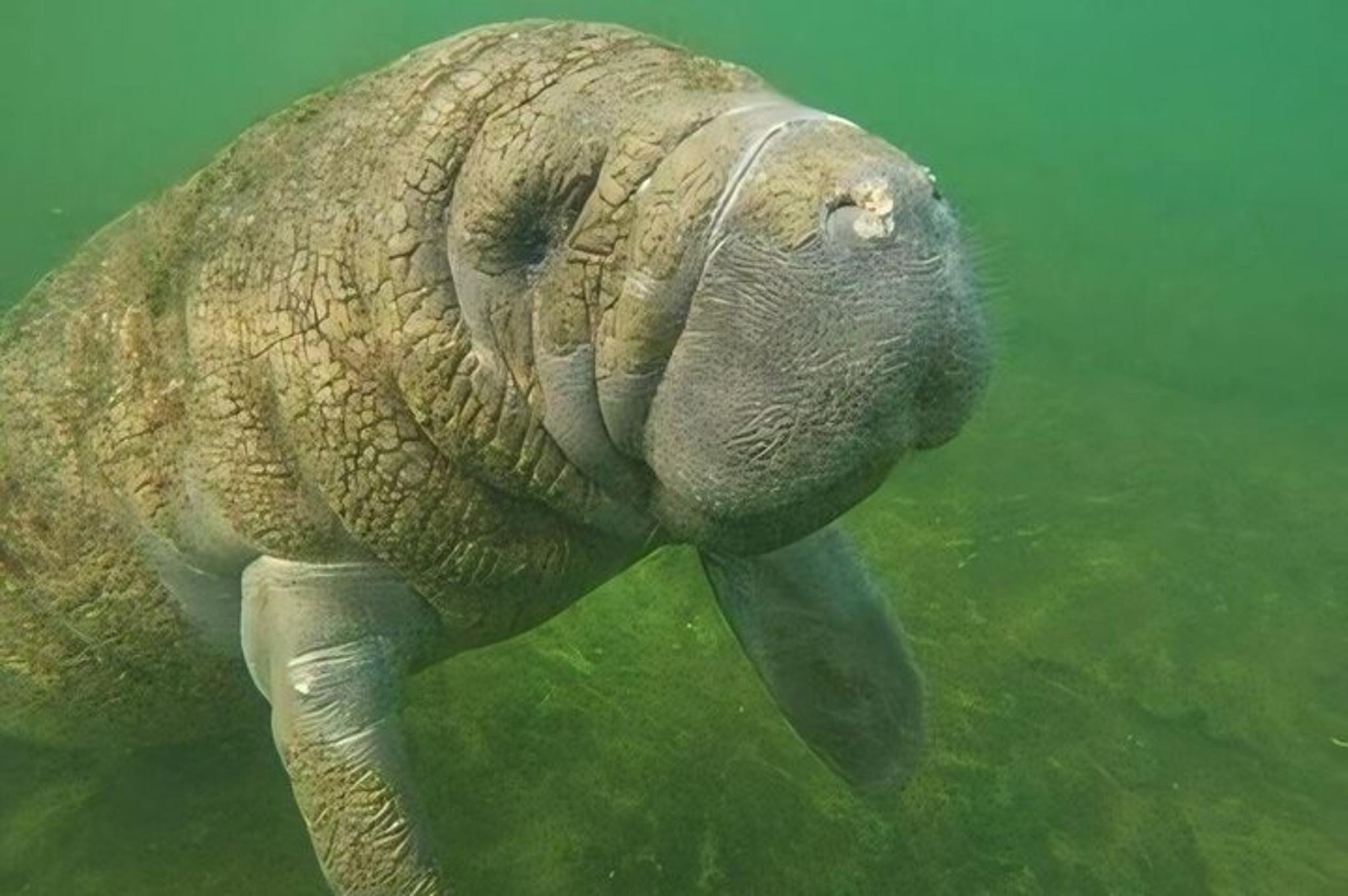 Crystal River Manatee Swim Tour with Heated Boat - Image 2