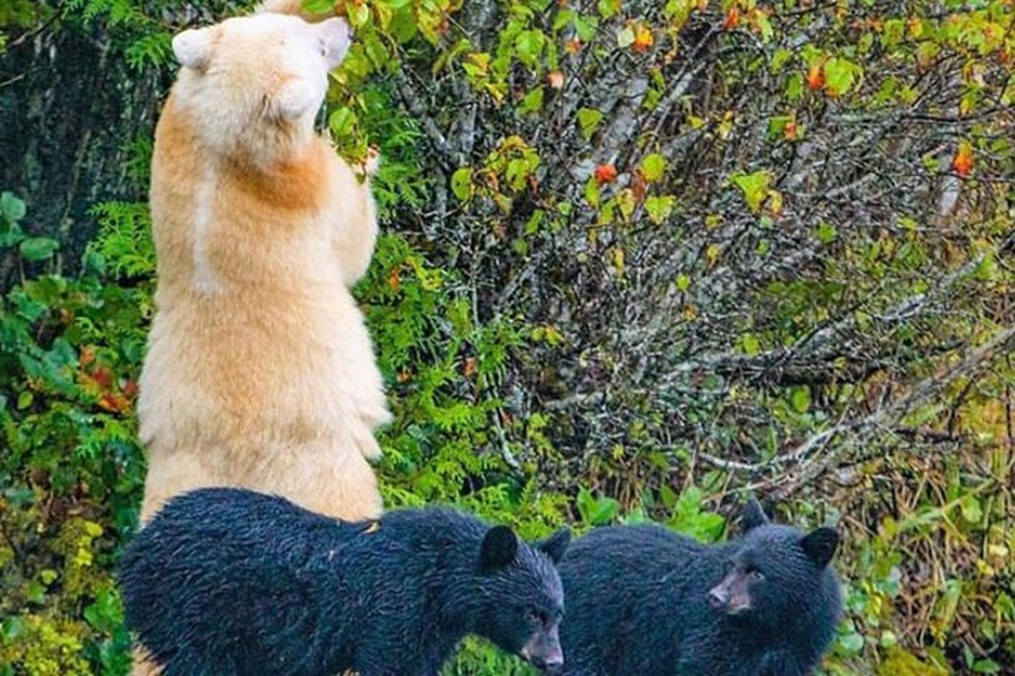 Ketchikan Private Wildlife Tour - Image 2