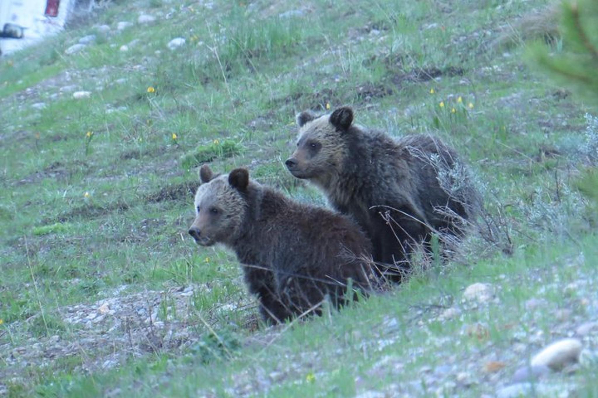 Jackson Hole Wildlife Safari - Image 5