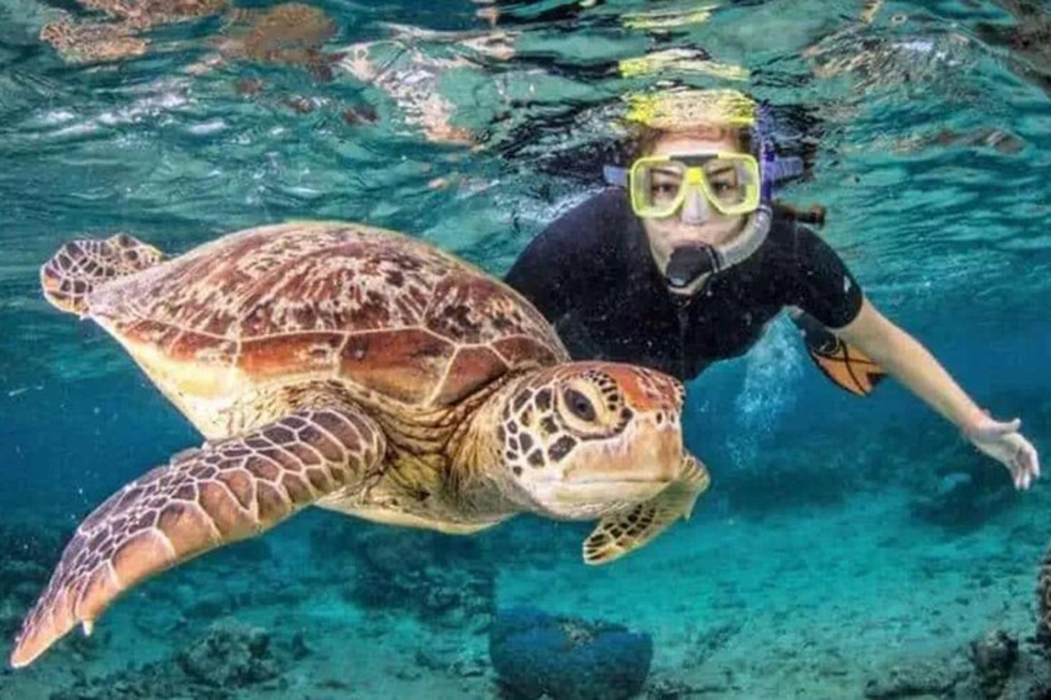 Waikiki Turtle Canyon Snorkeling Tour
