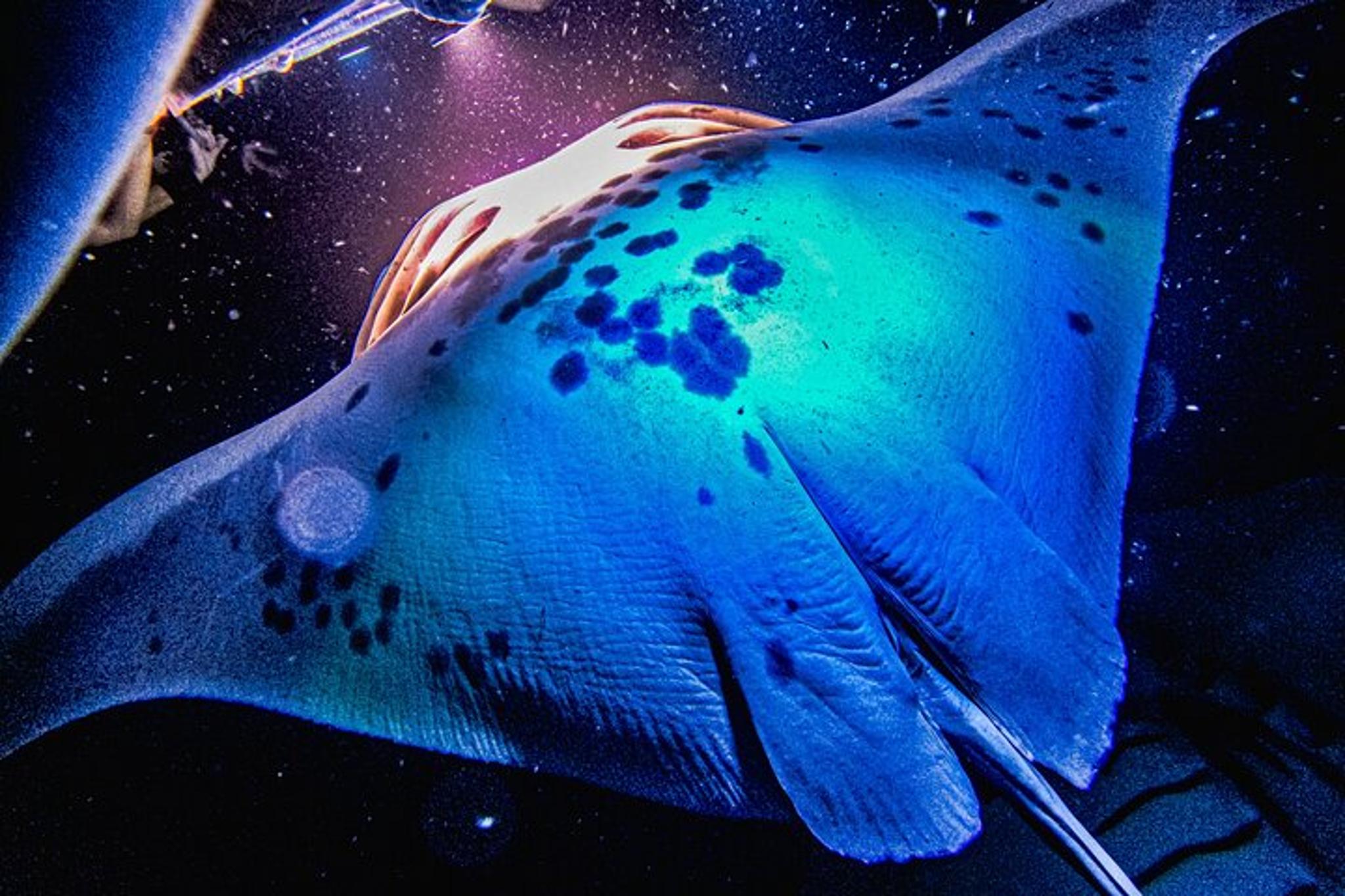 Kona Manta Ray Snorkel Tour - Image 2