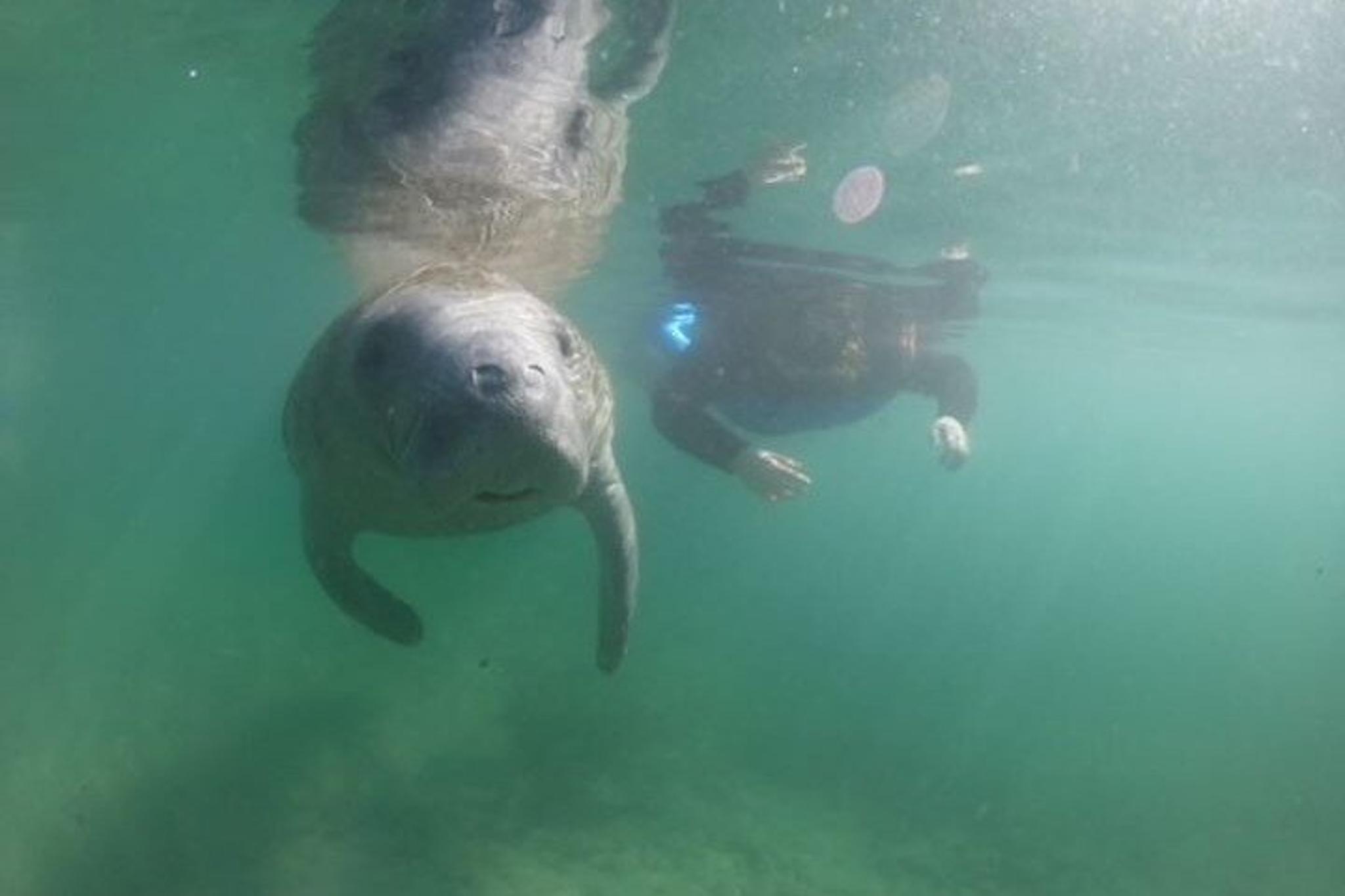 Crystal River Manatee Snorkel Tour with Free Photos