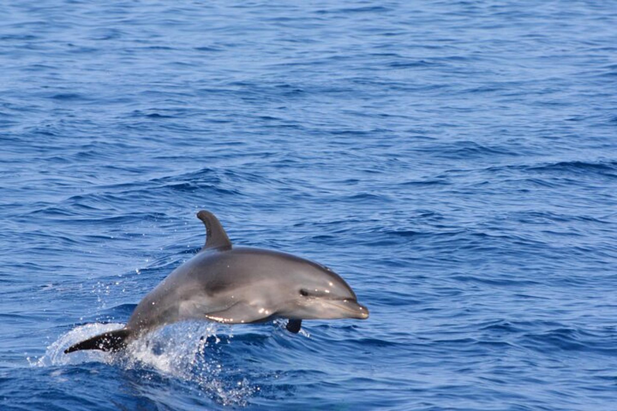Big Island Marine Wildlife Excursion - Image 2