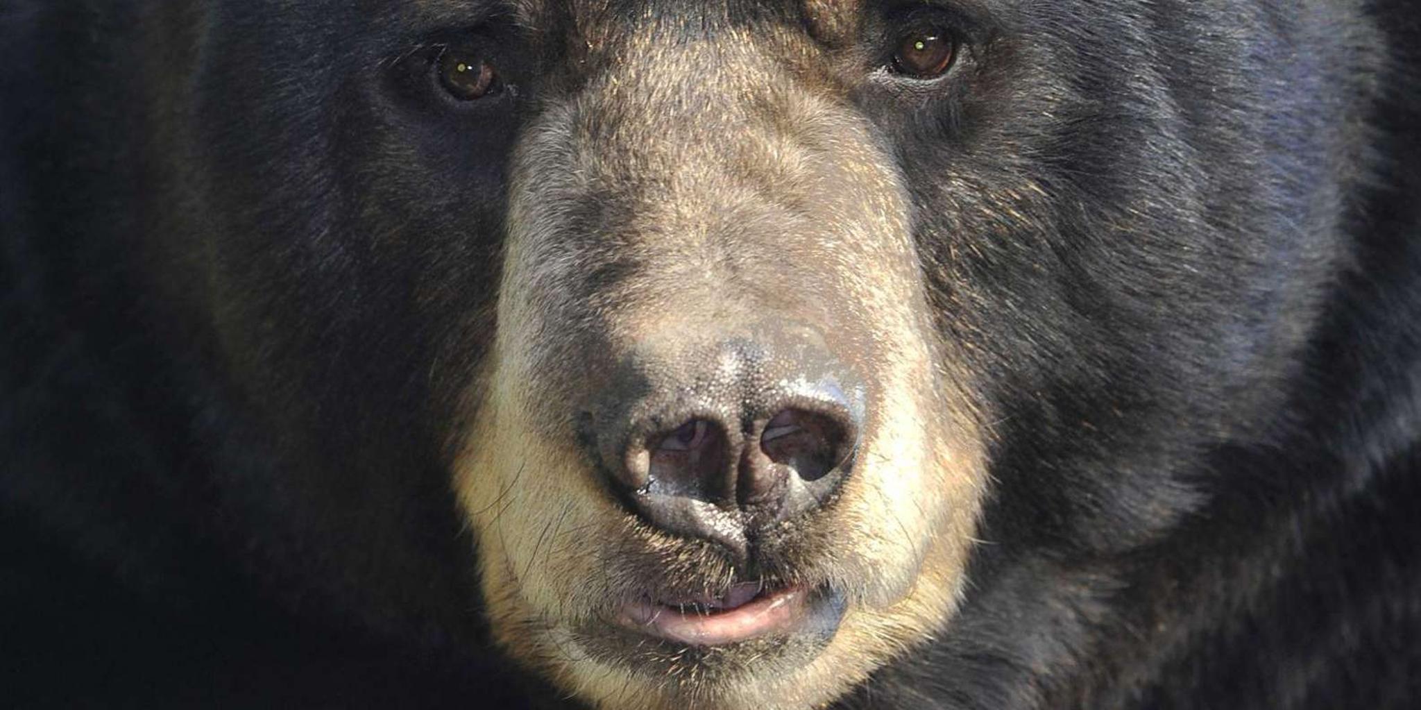 Ketchikan Black Bear Viewing Tour by Land & Sea 5 hr - Image 4