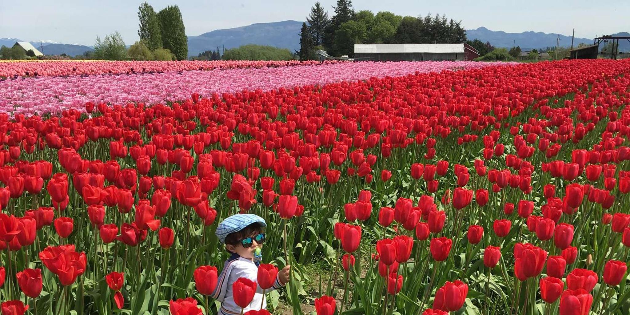 Seattle Snoqualmie Falls and Tulip Festival Tour