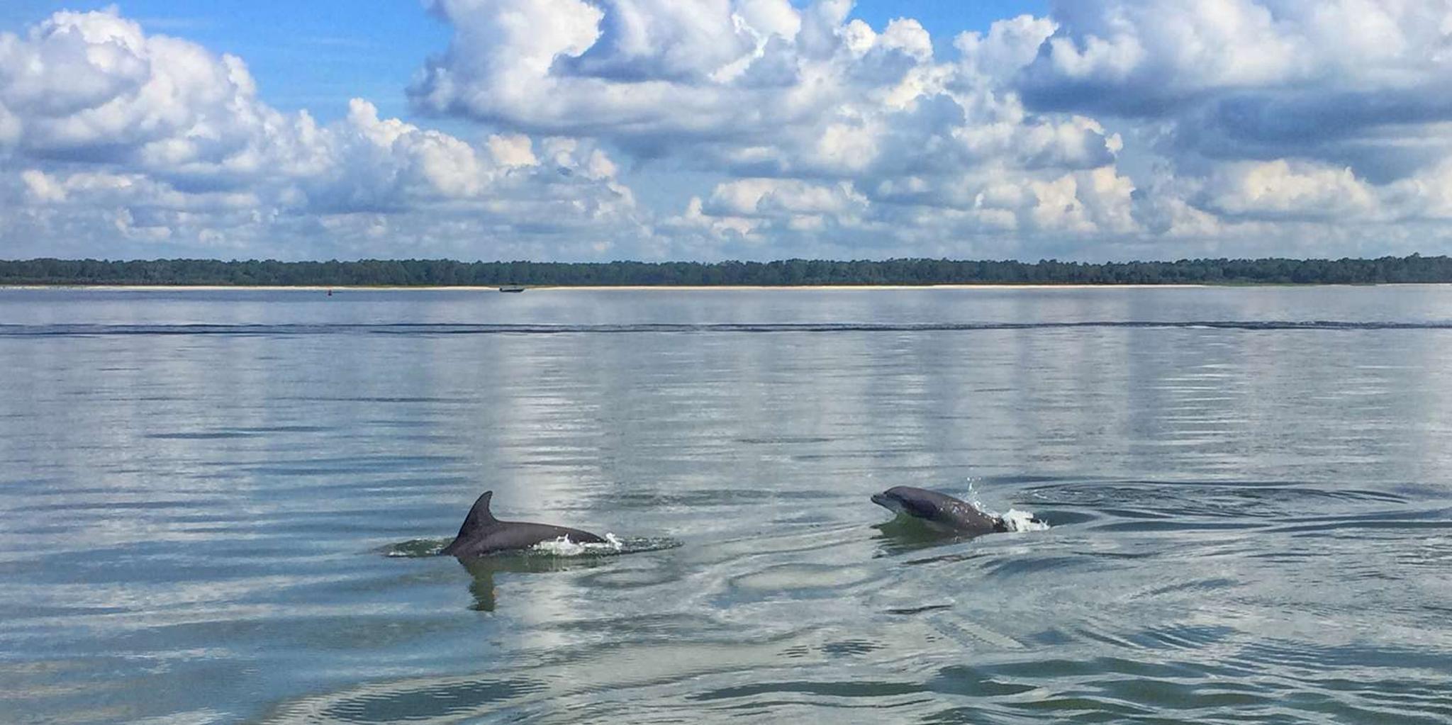 Hilton Head Kayak Tour in Broad Creek - Image 2
