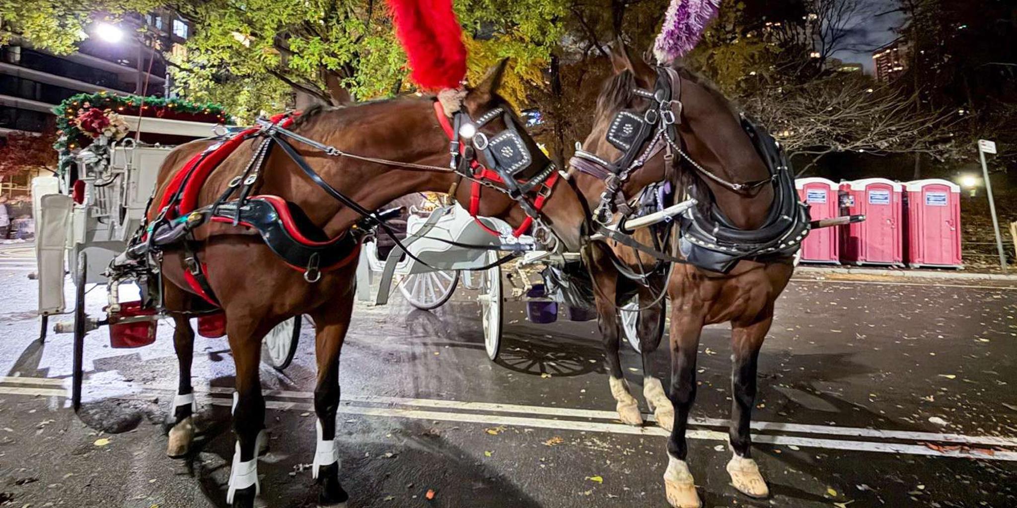 New York Central Park Horse Carriage Ride - Image 6