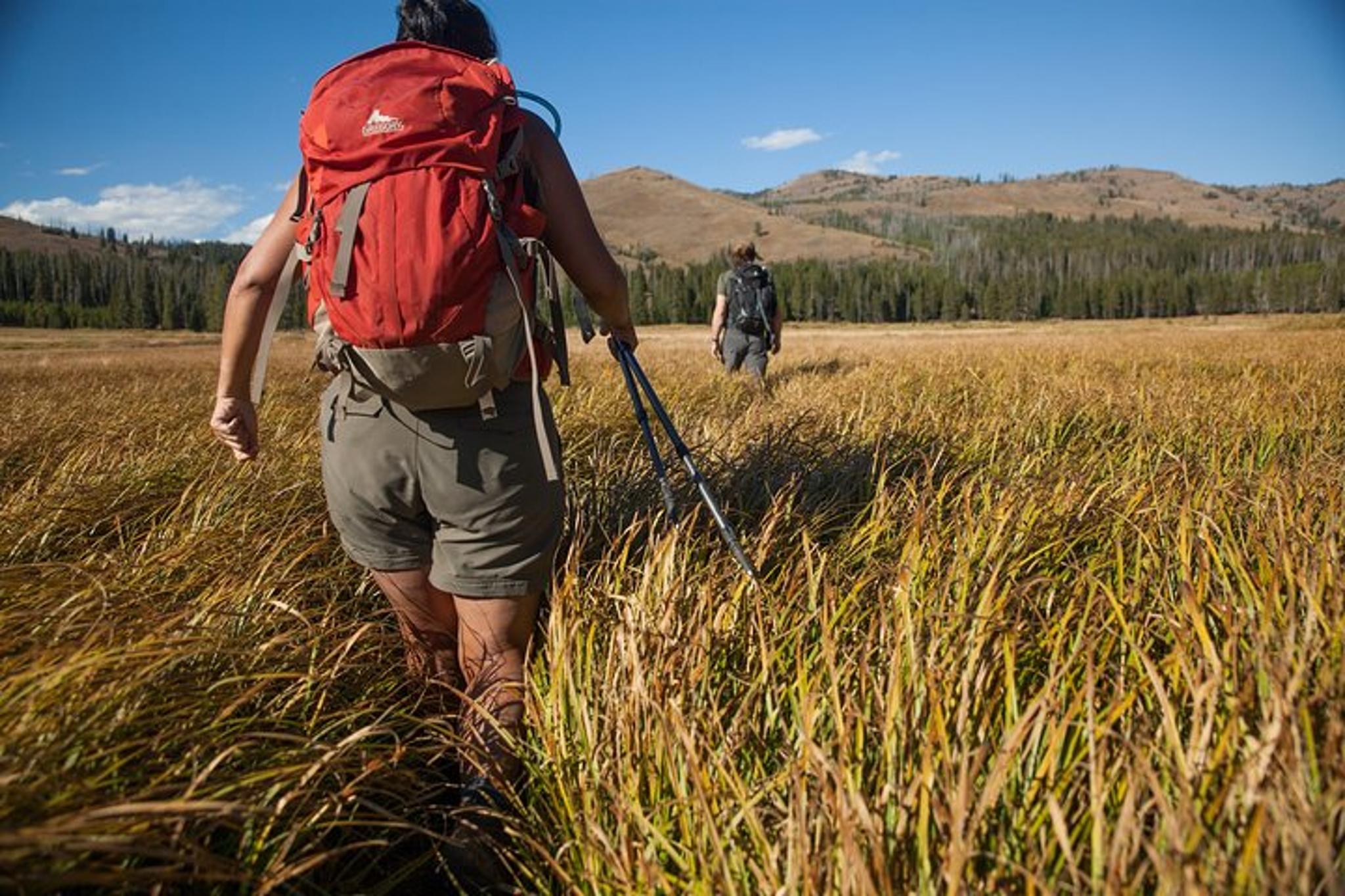 Jackson Yellowstone Private Tour & Hike Full Day - Image 5