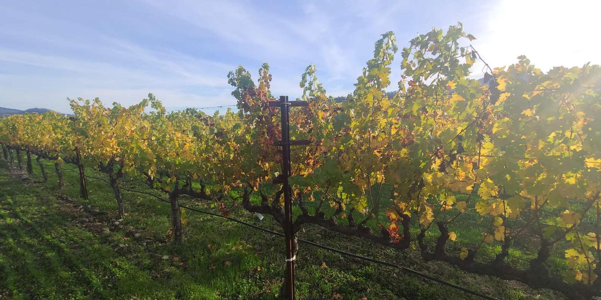 San Francisco Napa and Sonoma Private Wine Tour
