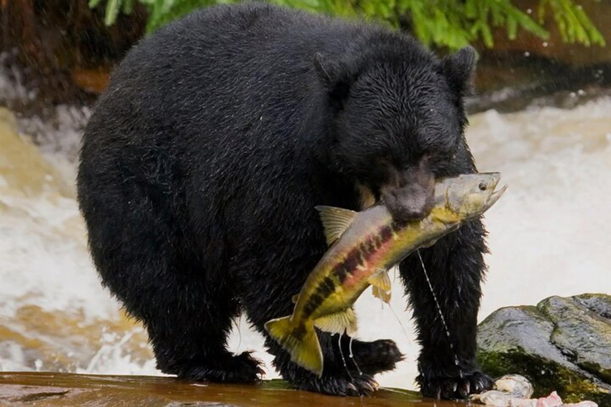Ketchikan Wildlife Safari and Sightseeing Tour 2.5 hr - Image 2