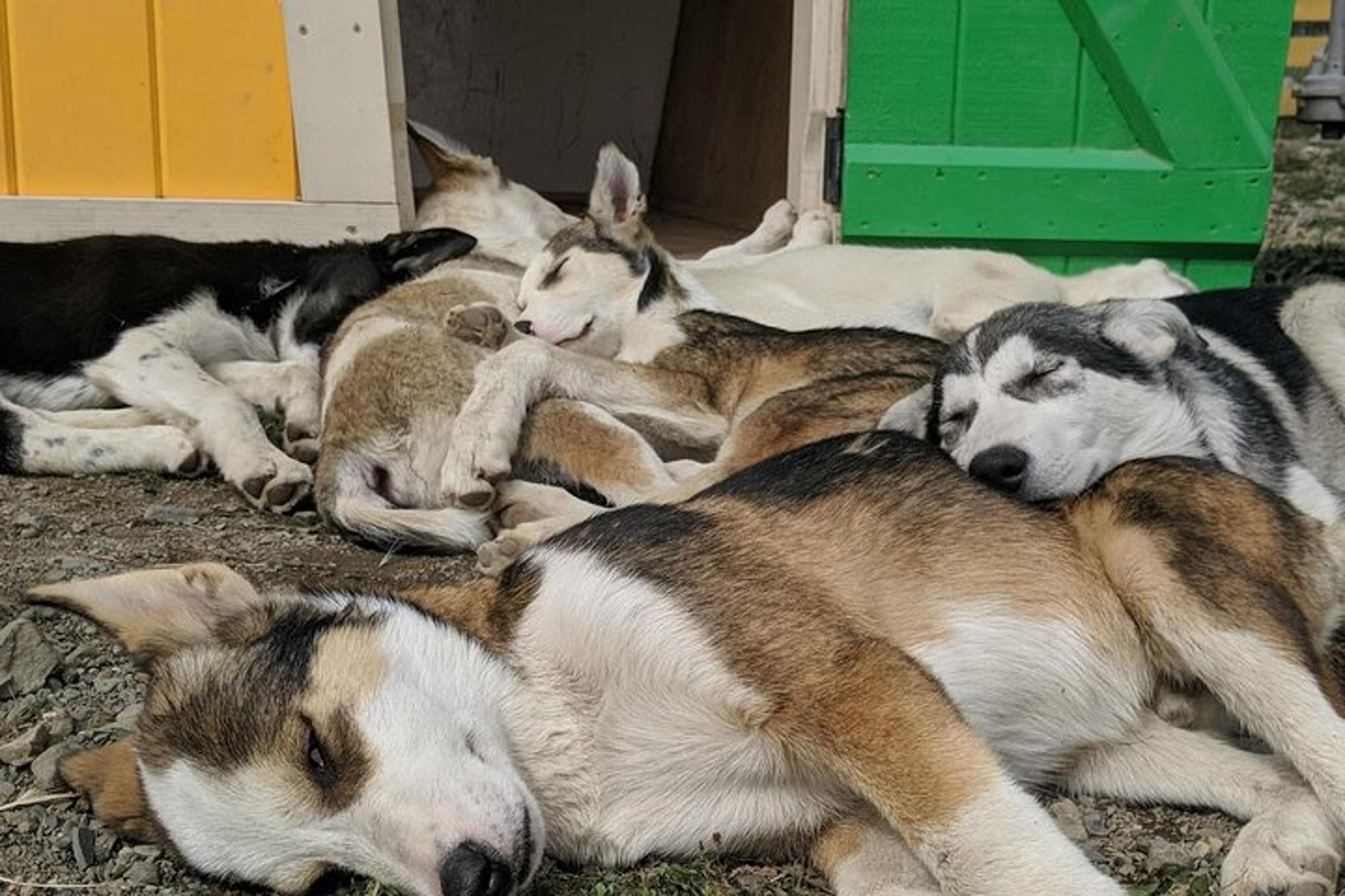 Skagway Husky Puppy Playtime & Summit Tour - Image 4