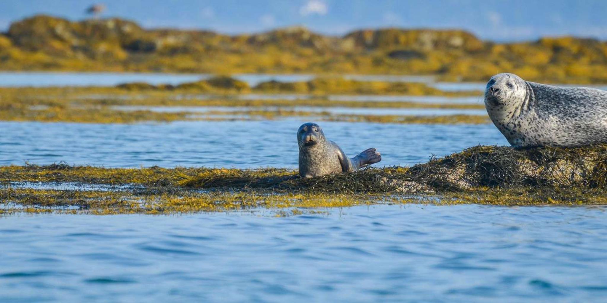 Portland Schooner Tall Ship Cruise on Casco Bay - Image 3