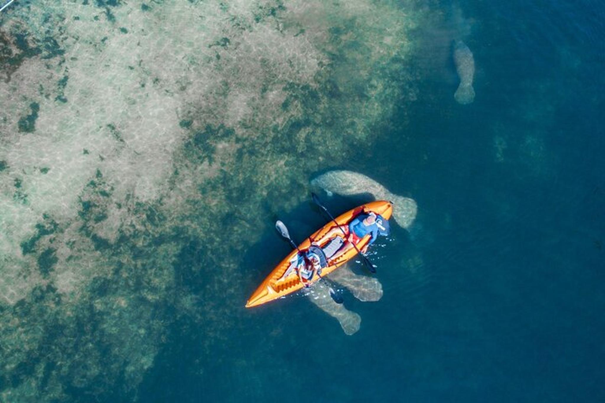 Crystal River Manatee Kayak Encounter - Image 2