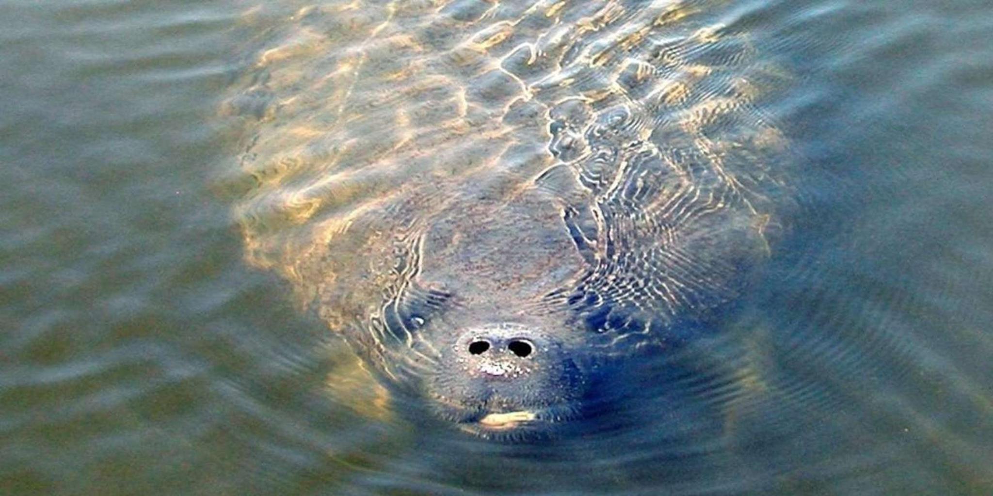St. Augustine Dolphin and Wildlife Boat Tour - Image 3