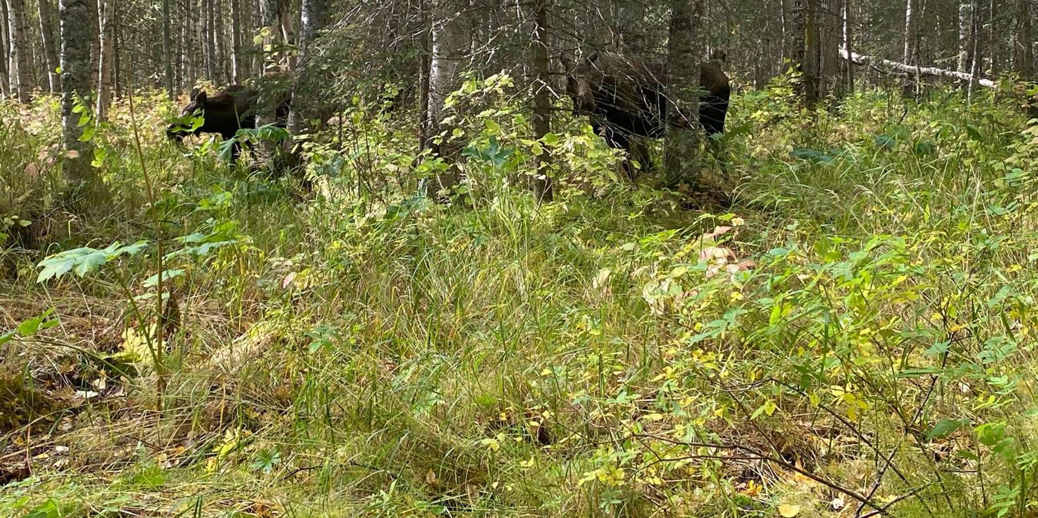Anchorage Chugach State Park Nature Walk - Image 2