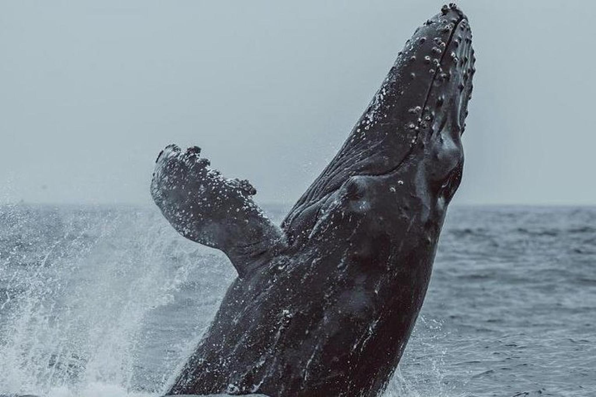 Monterey Whale Watching Tour - Image 4