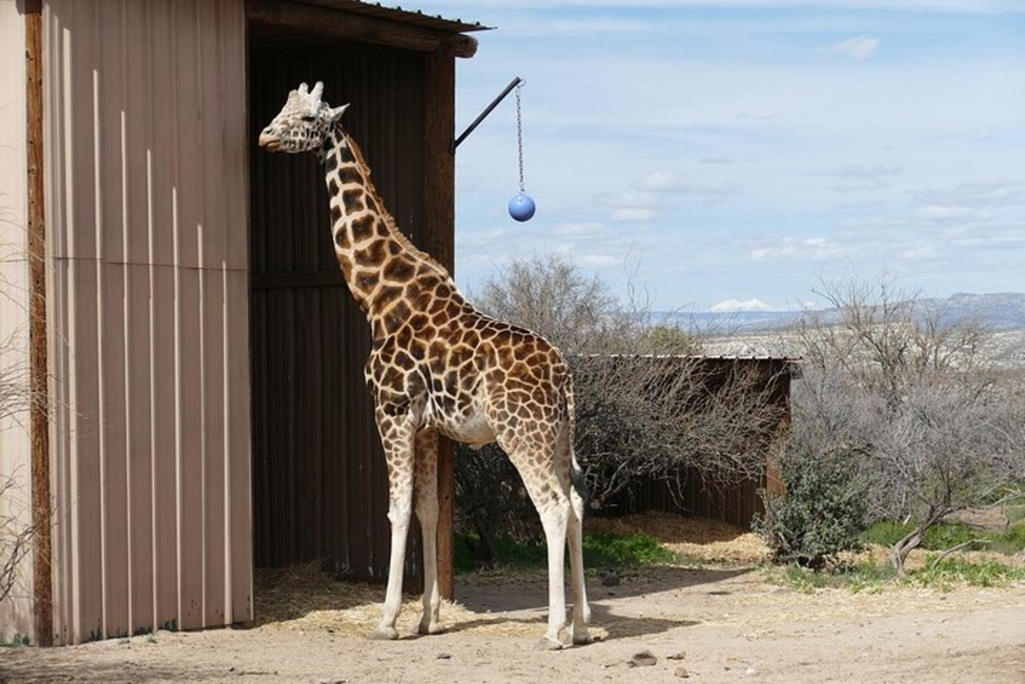 Camp Verde Wildlife Park Admission - Image 3