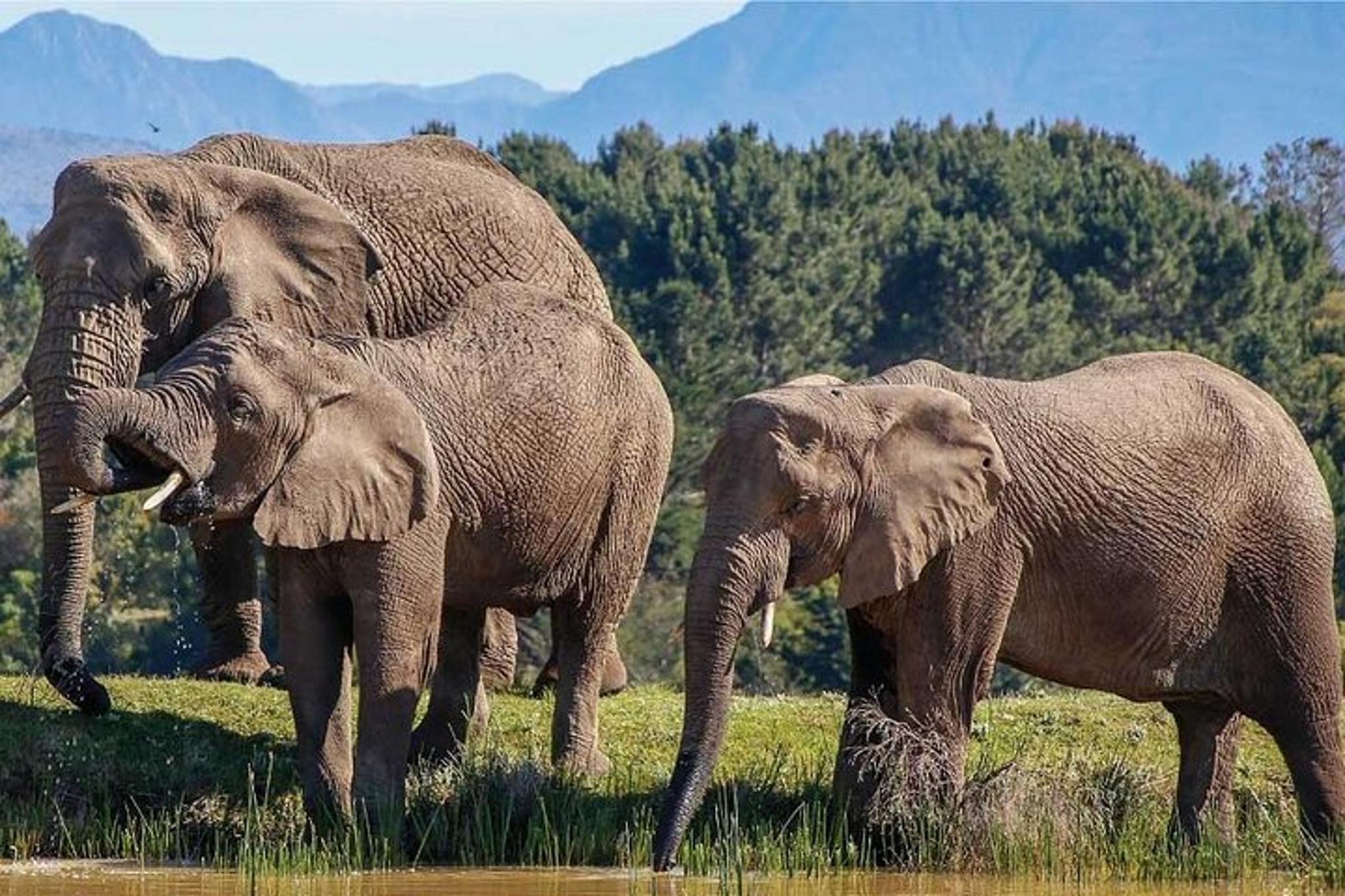 Cape Town Garden Route Safari Adventure 7 Days