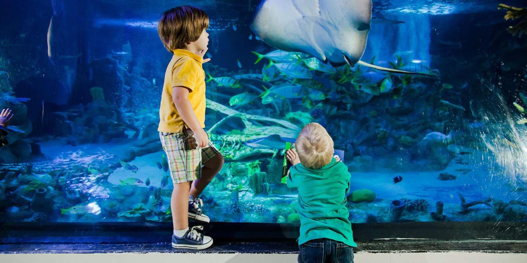 San Antonio SEA LIFE Aquarium and LEGOLAND Discovery Center - Image 4