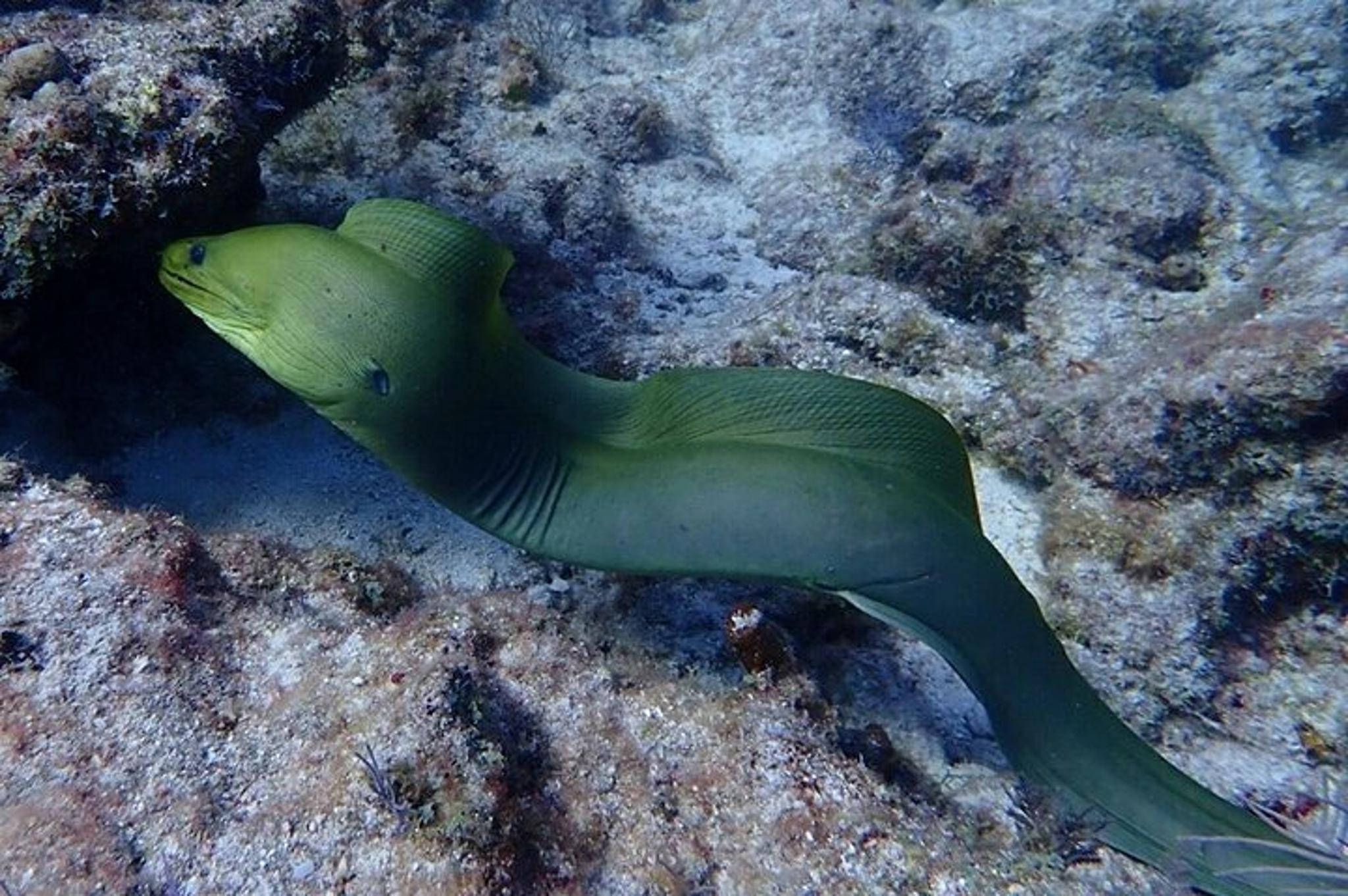 Key Largo Coral Reef Snorkel Trip Half Day - Image 5