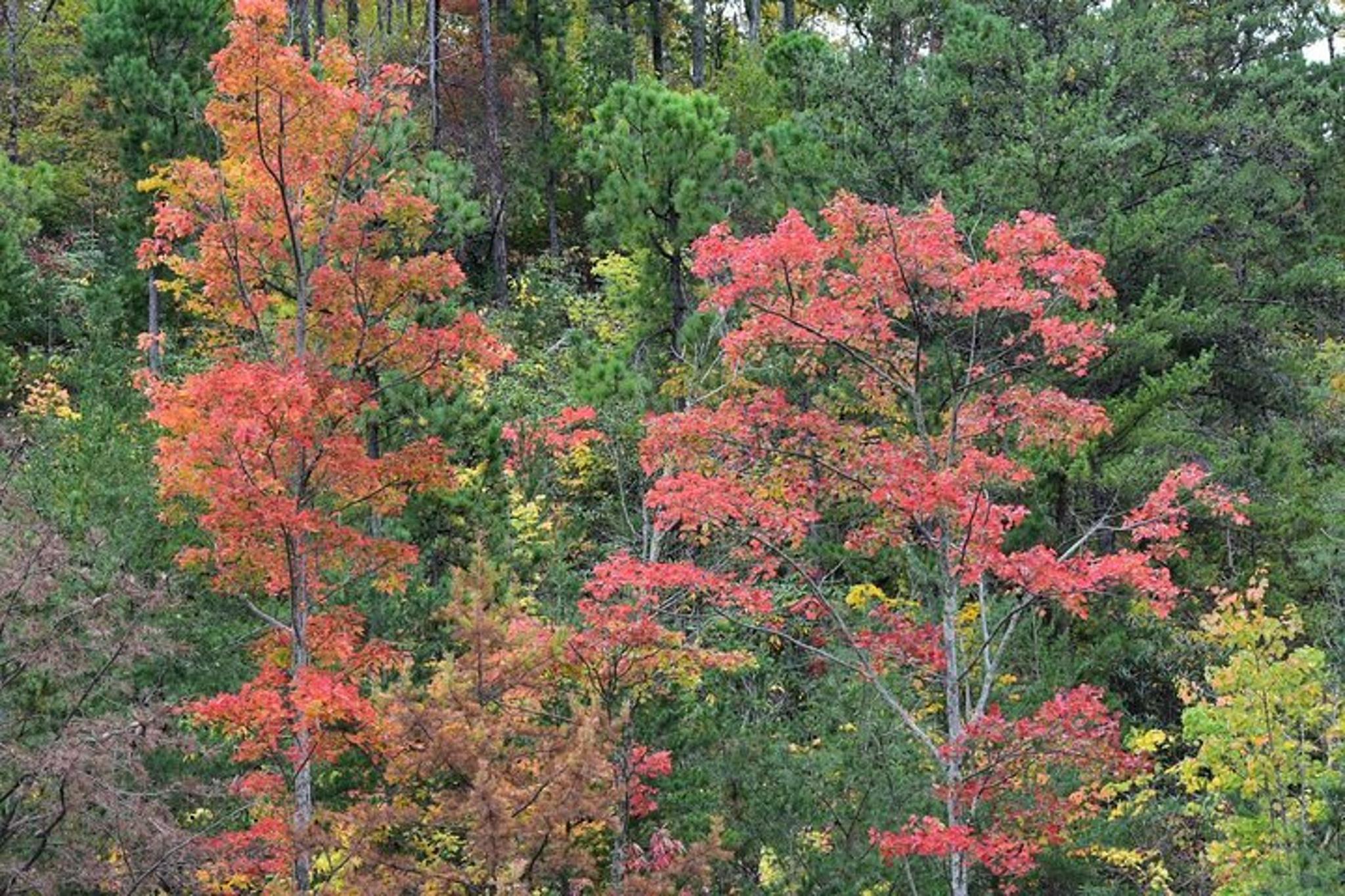 Pigeon Forge Fall Foliage Tour - Image 3