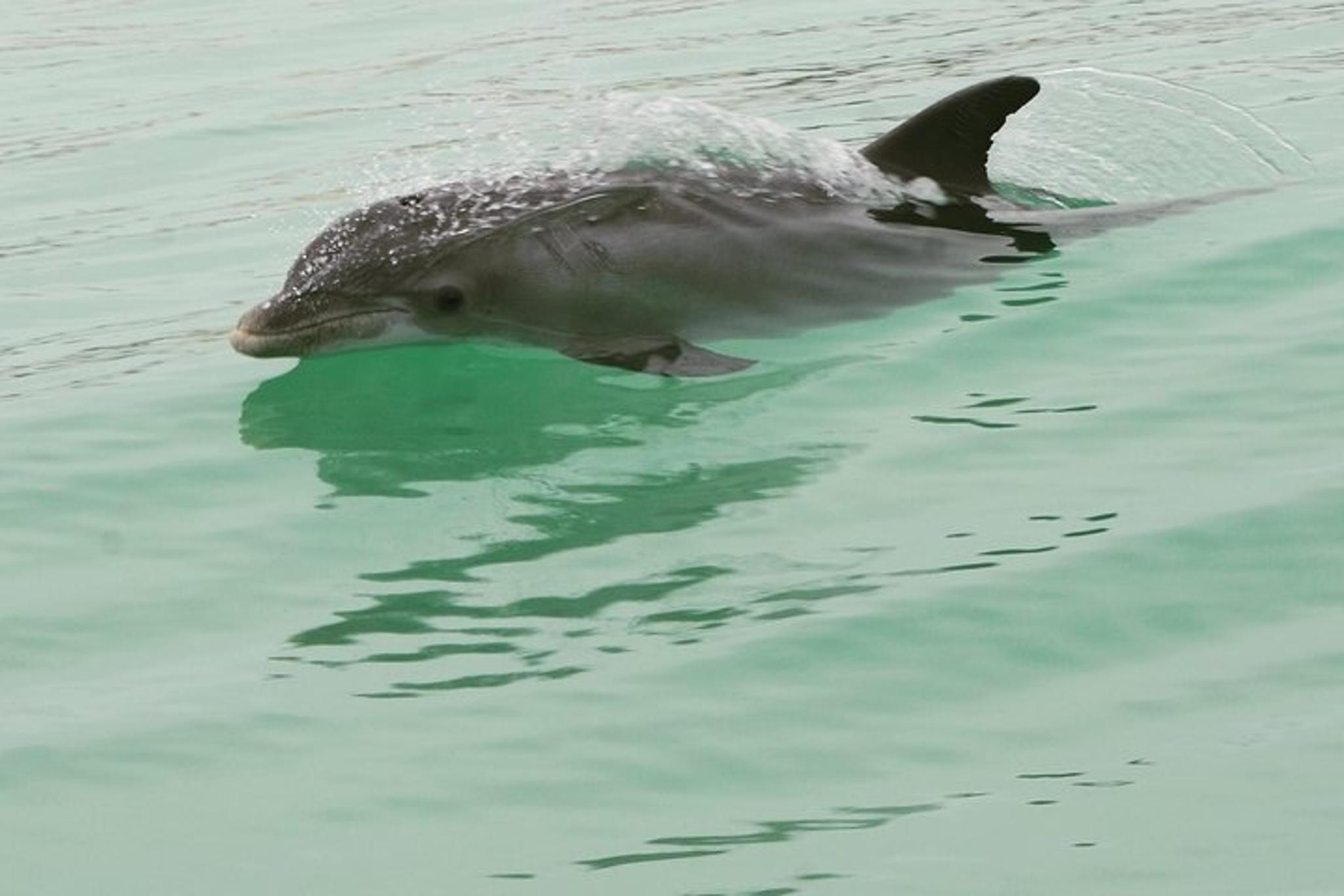 Destin Dolphin-Watching Speedboat Cruise - Image 5