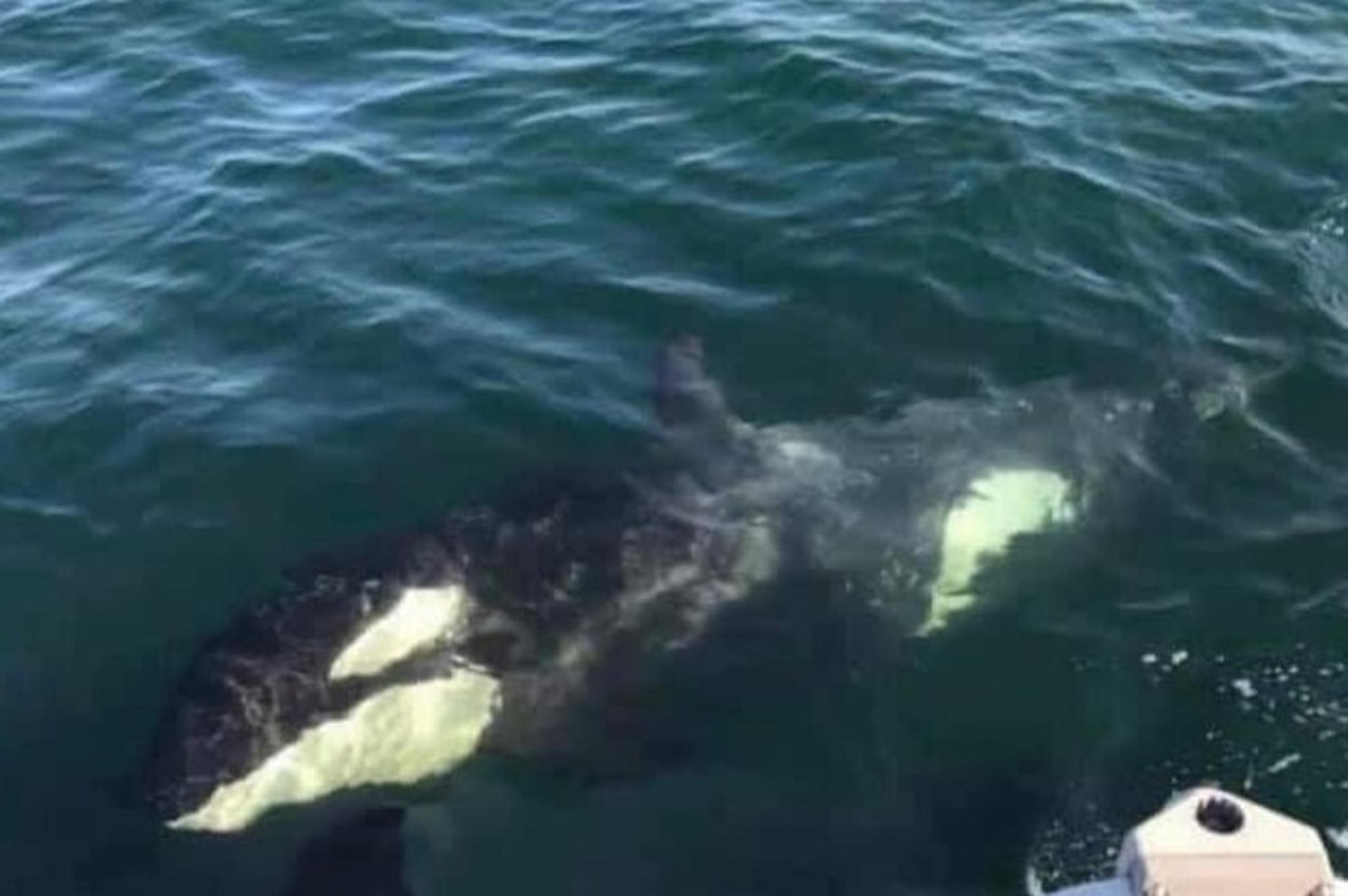 Hoonah Whale Watching Tour - Image 5