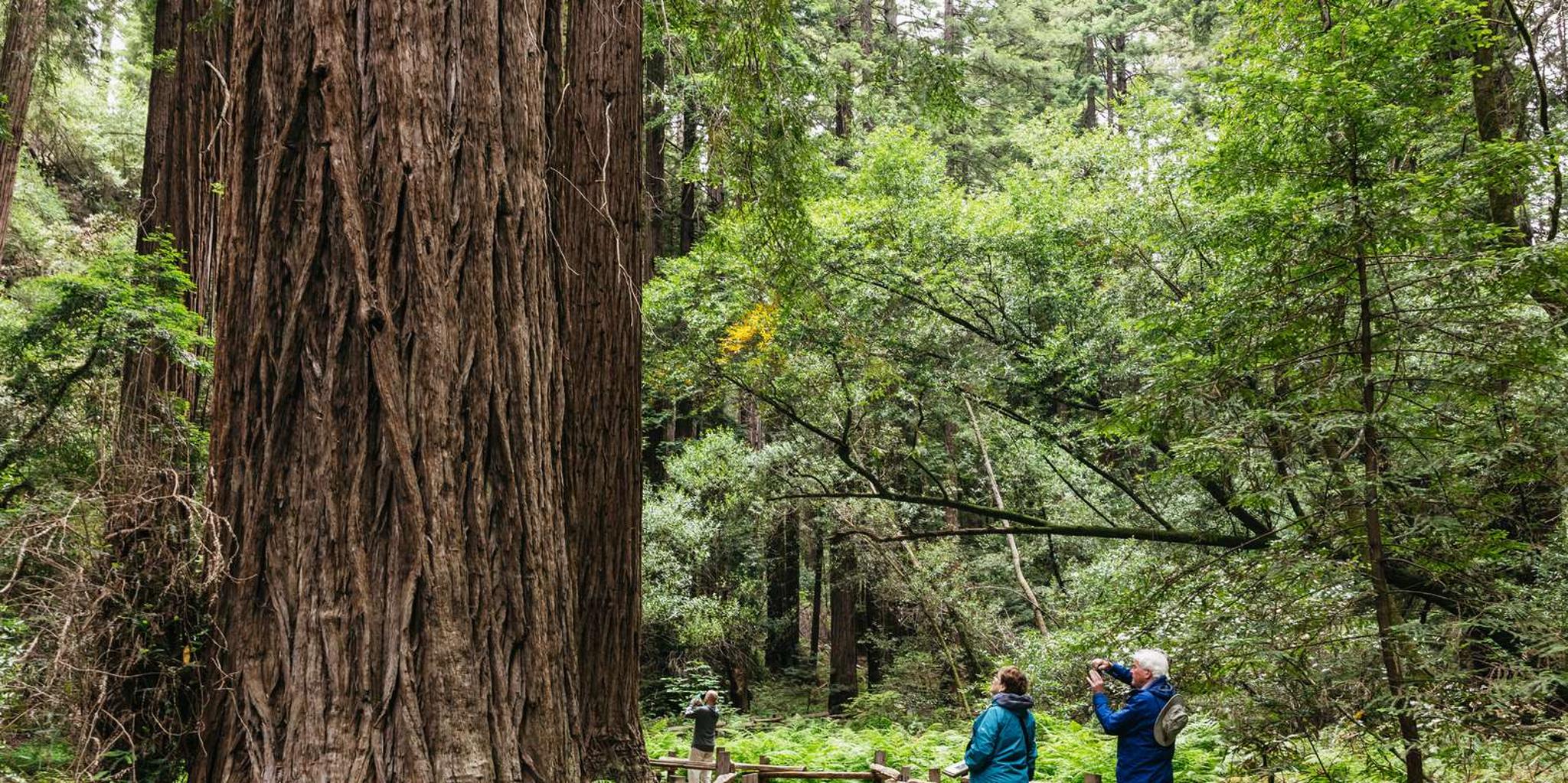 San Francisco Muir Woods and Wine Country Tour