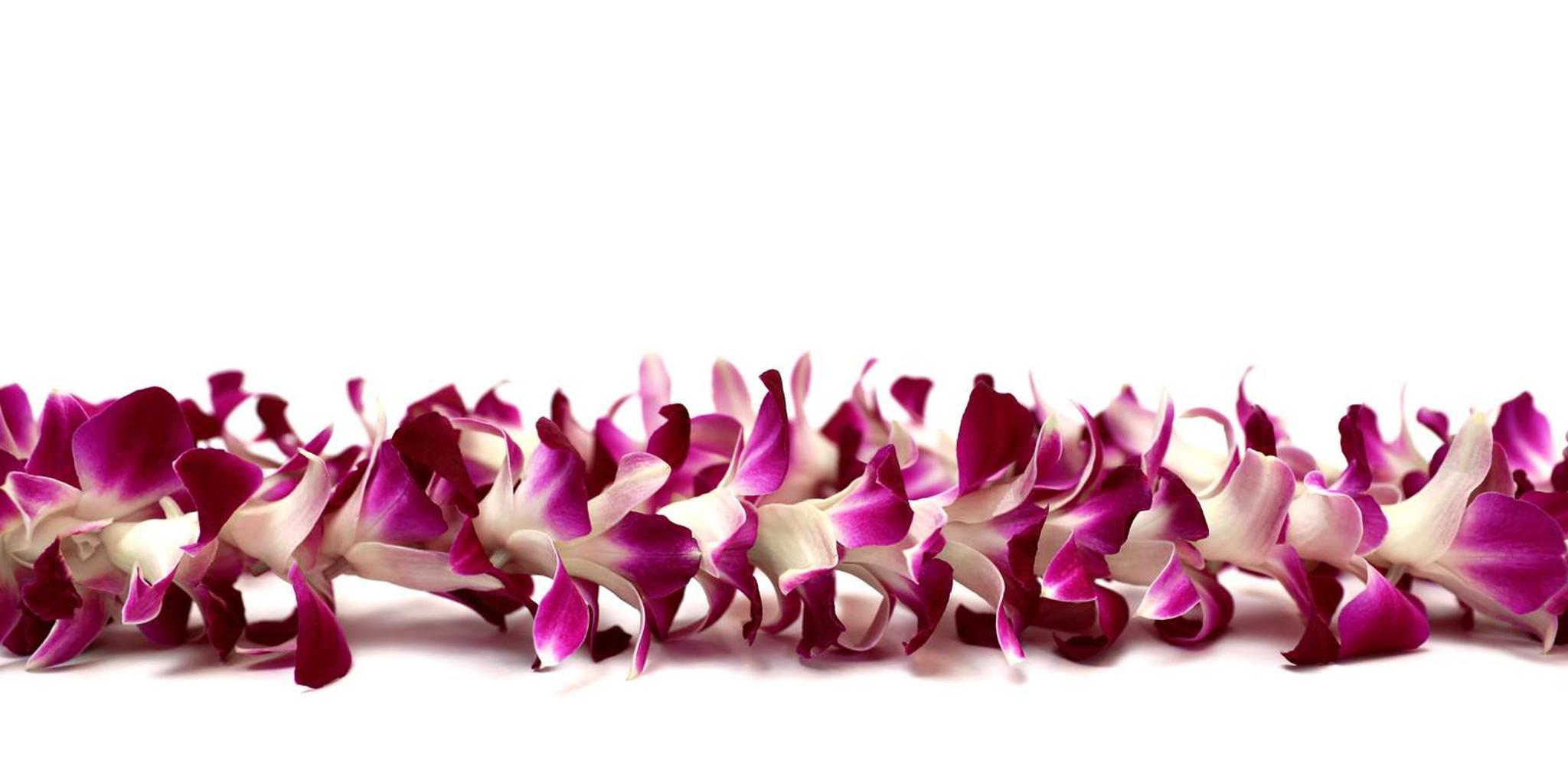 Maui Orchid Lei Greeting at Kahului Airport - Image 2