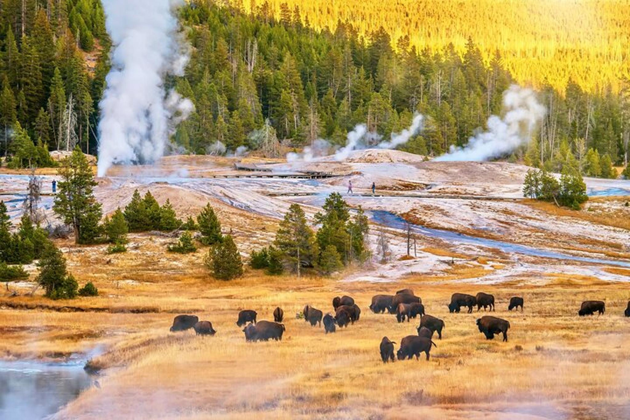 Yellowstone Tour Upper and Lower Loop 2 Days - Image 6