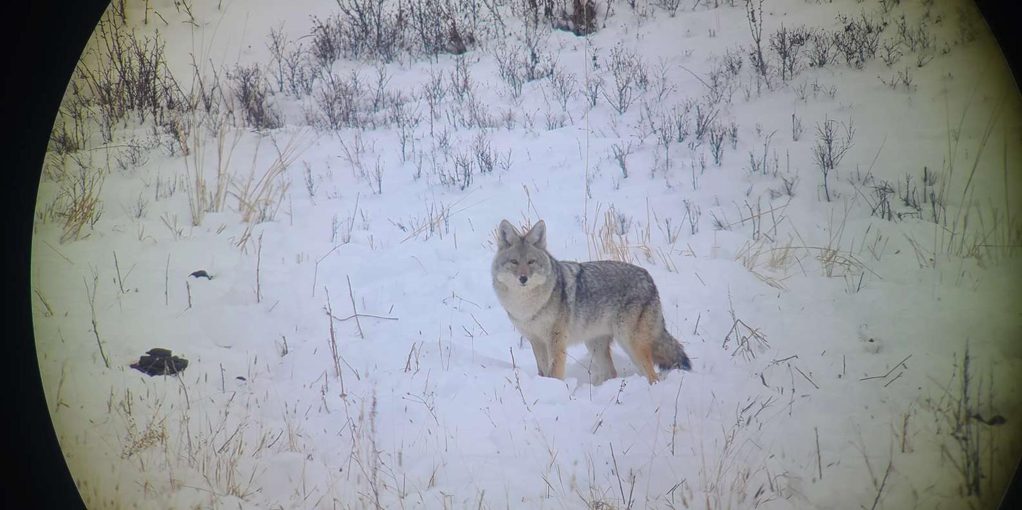 Gardiner Yellowstone Wildlife Guided Tour 7 hr - Image 2