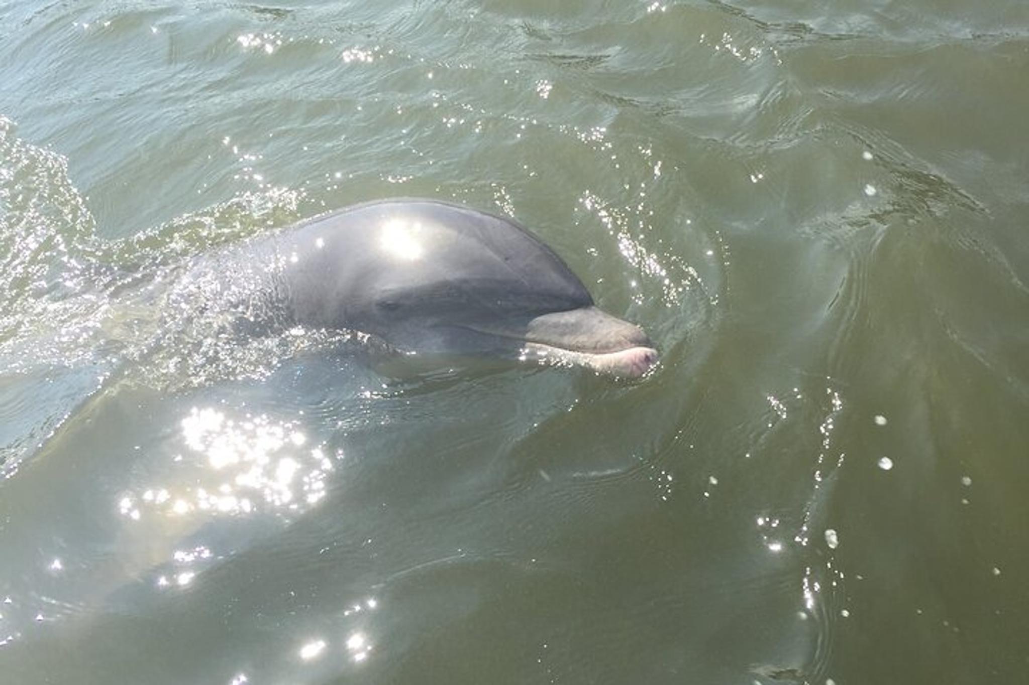 Marco Island Boat Tour Through Ten Thousand Islands - Image 6