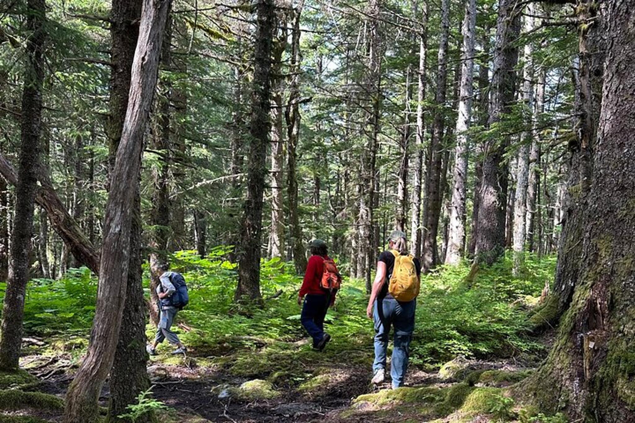 Haines Forest Therapy Tour - Image 4