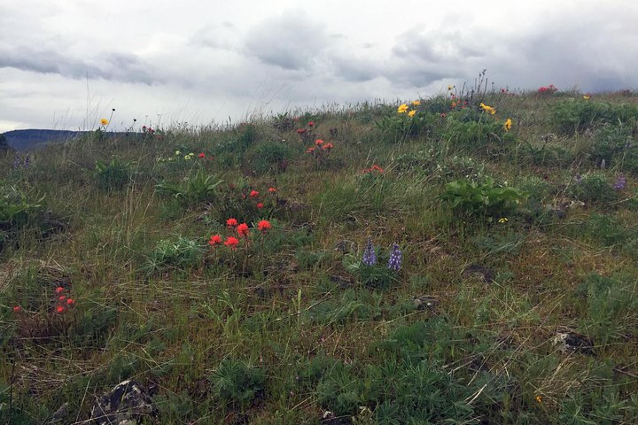 Columbia Gorge Hiking Tour - Image 4
