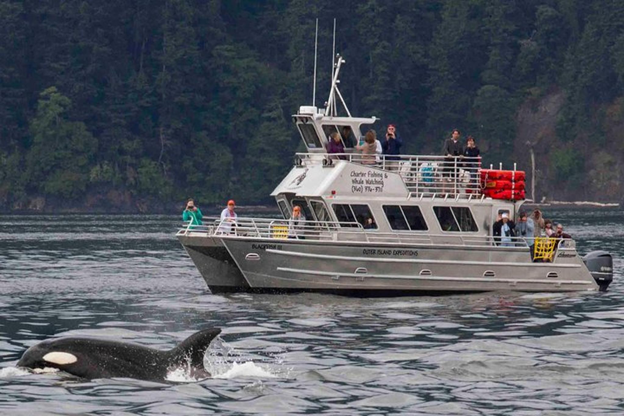 Anacortes Whale Watching Tour