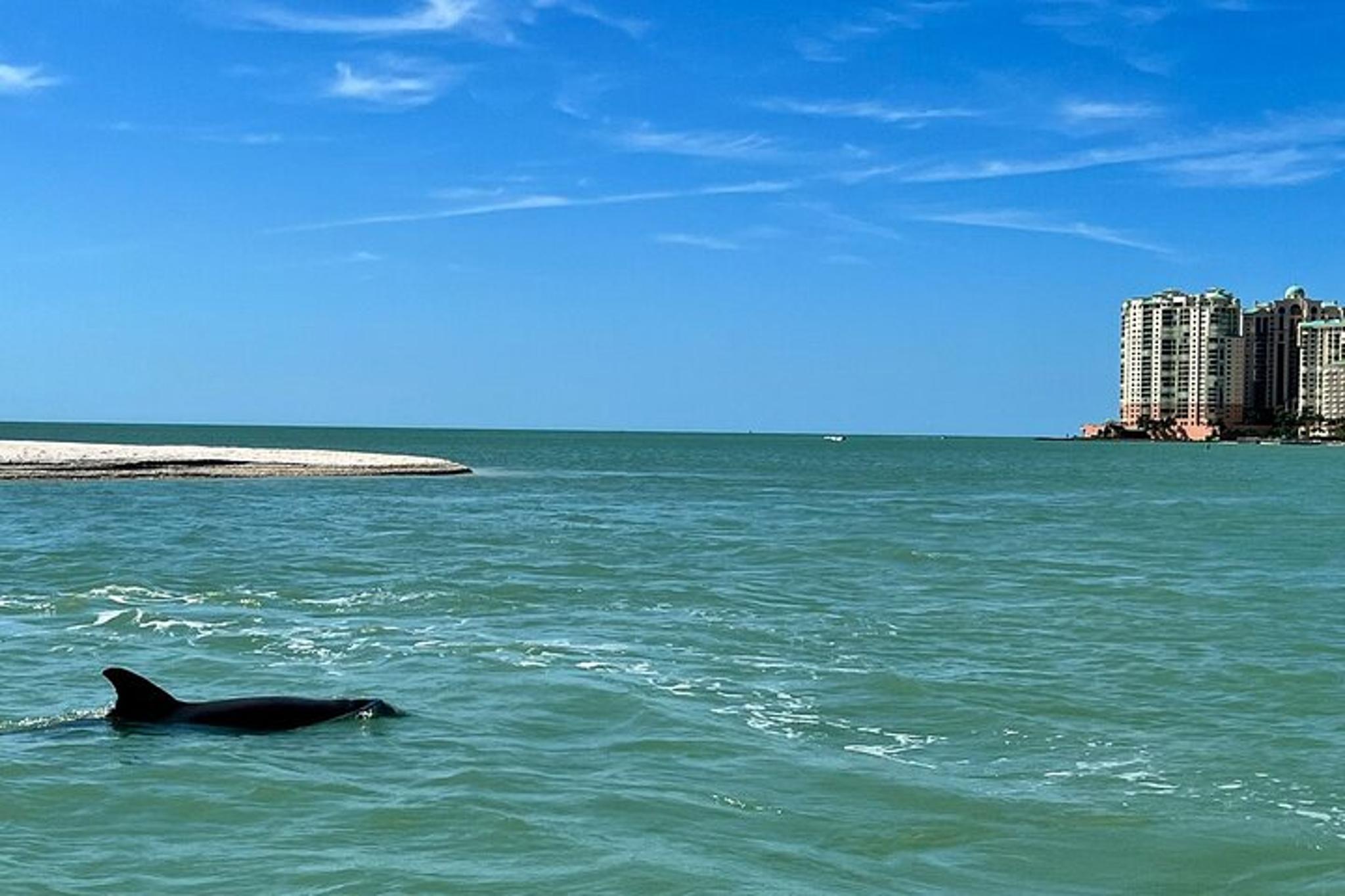 Marco Island Wild Dolphin Tour - Image 4