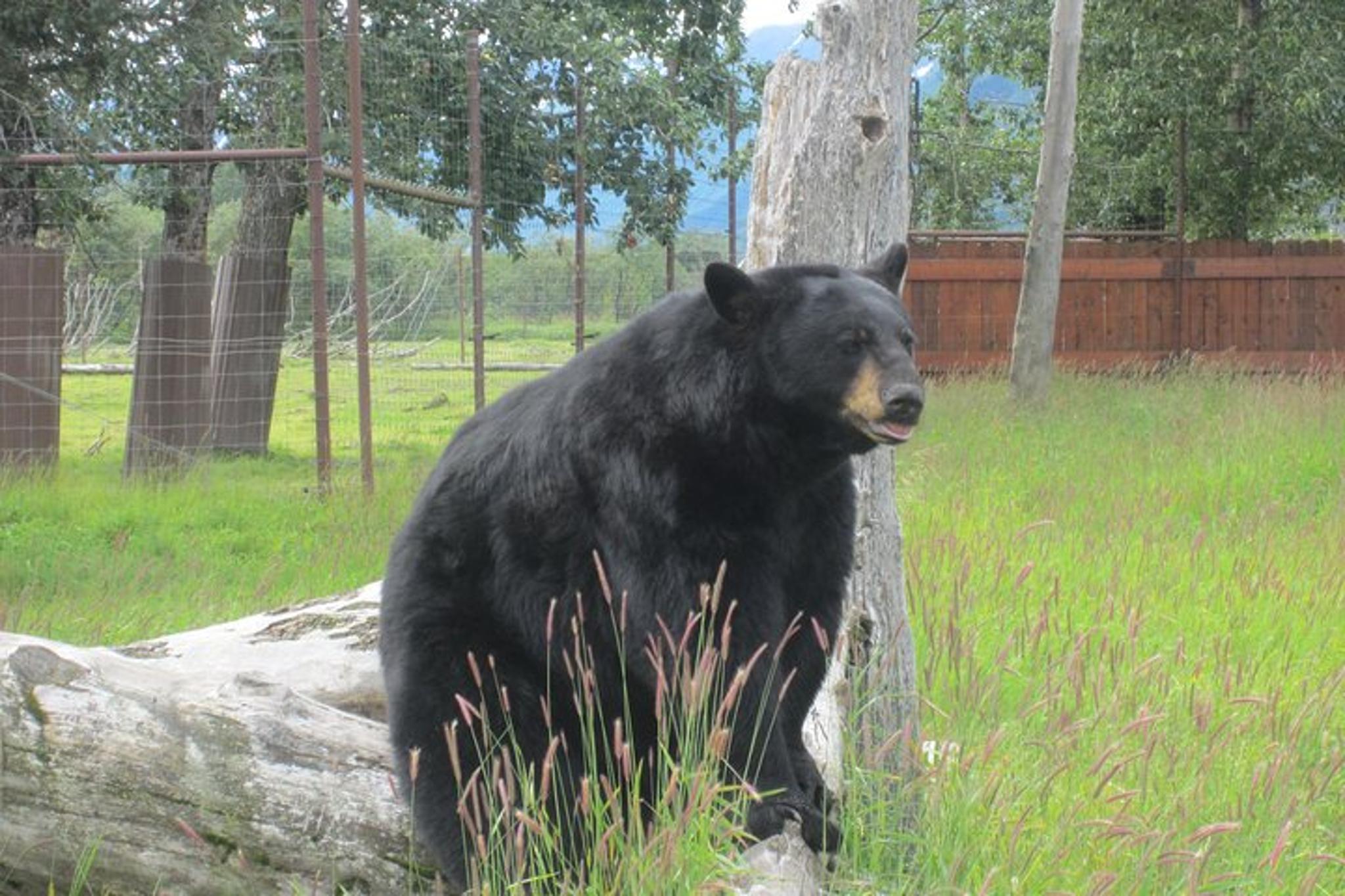 Anchorage Wildlife Center and Turnagain Arm Tour