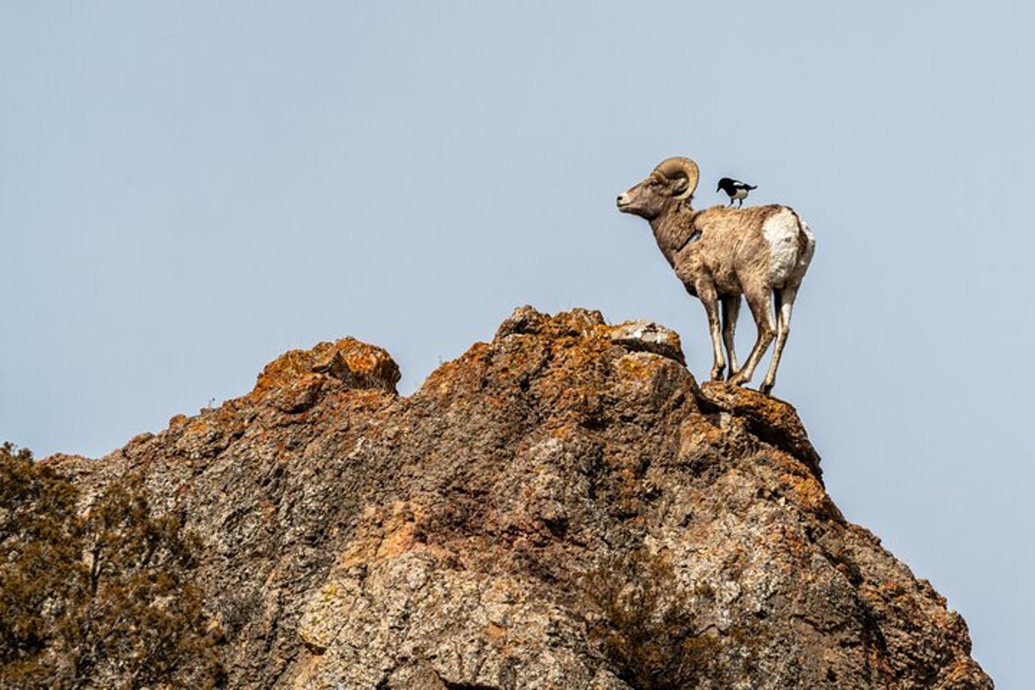 Yellowstone Wildlife Photography Tour - Image 4