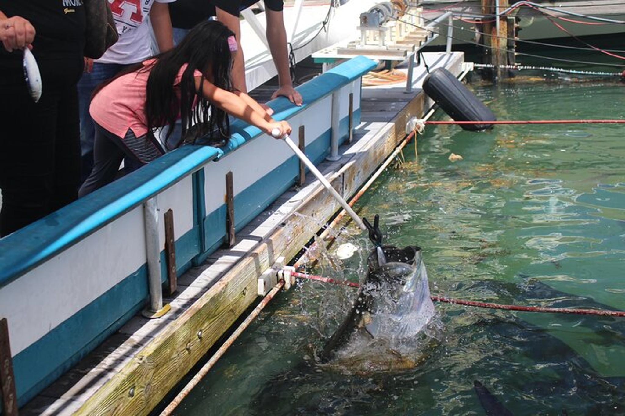 Miami Tarpon Fish Feeding Experience - Image 2